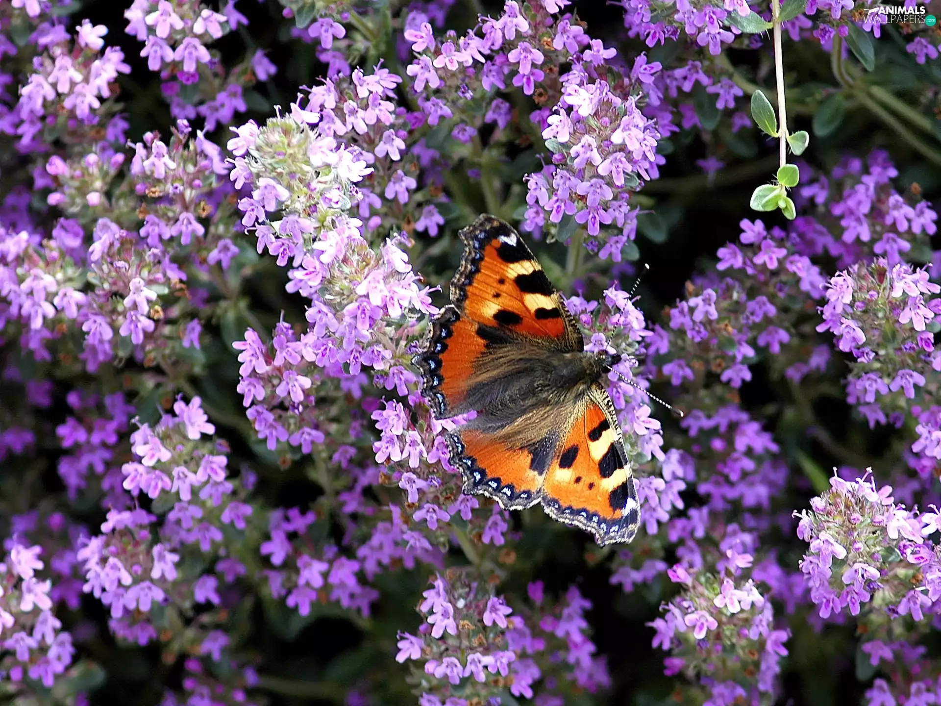 butterfly, purple, flowers, Small Tortoiseshell