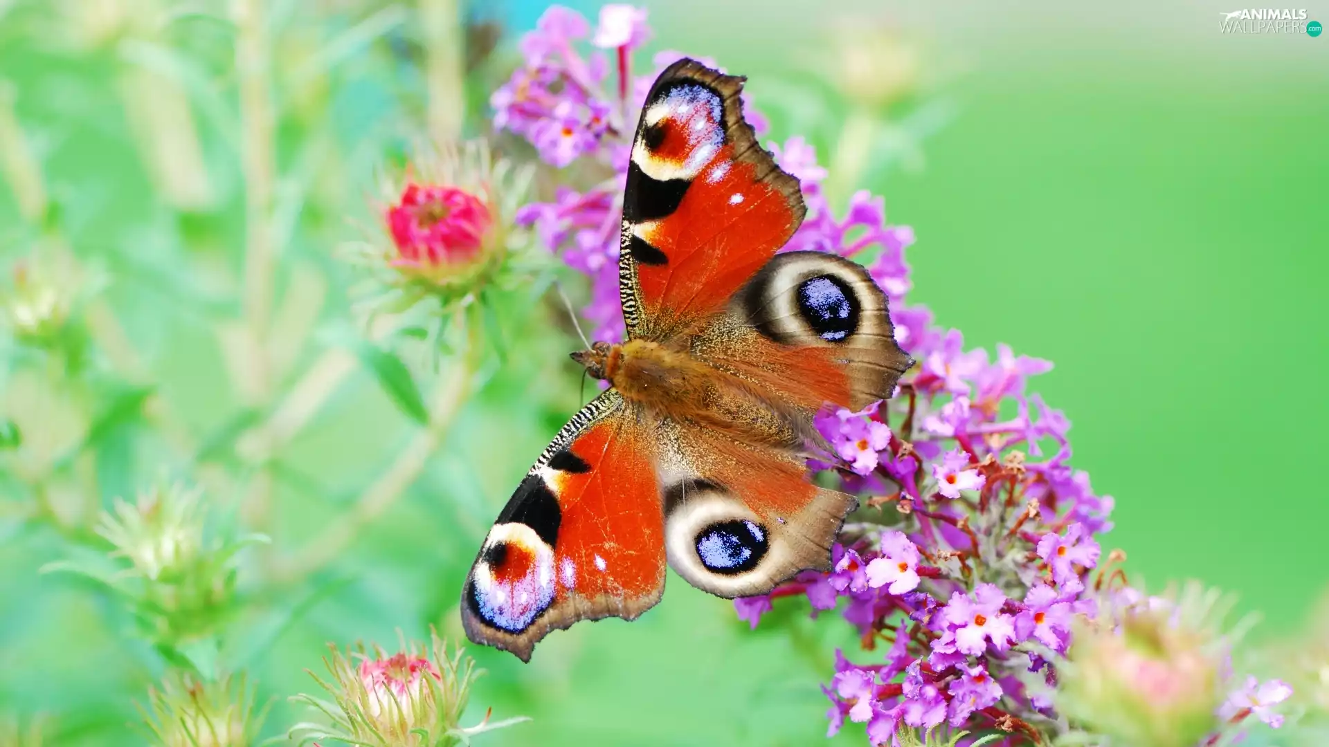 butterfly, purple, Flowers, peacock Wink