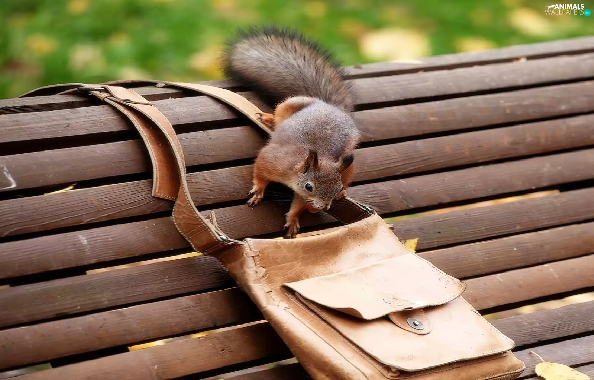 Purse, squirrel, Bench