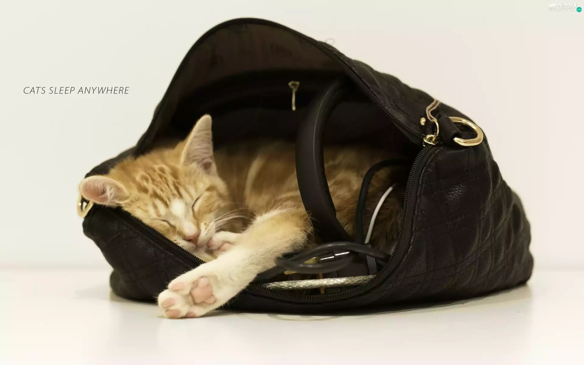 Purse, sleepy, kitten