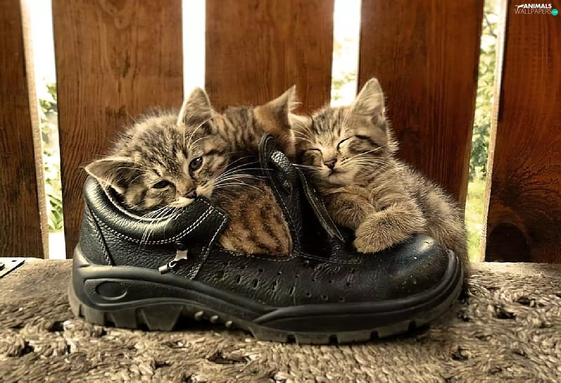 Three, puss, ##, little doggies