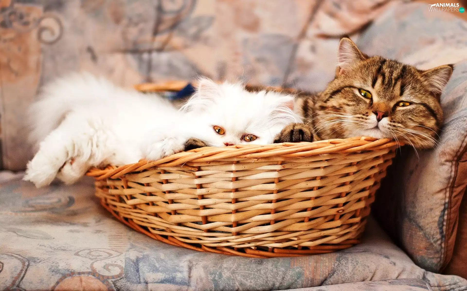 basket, Two cars, puss