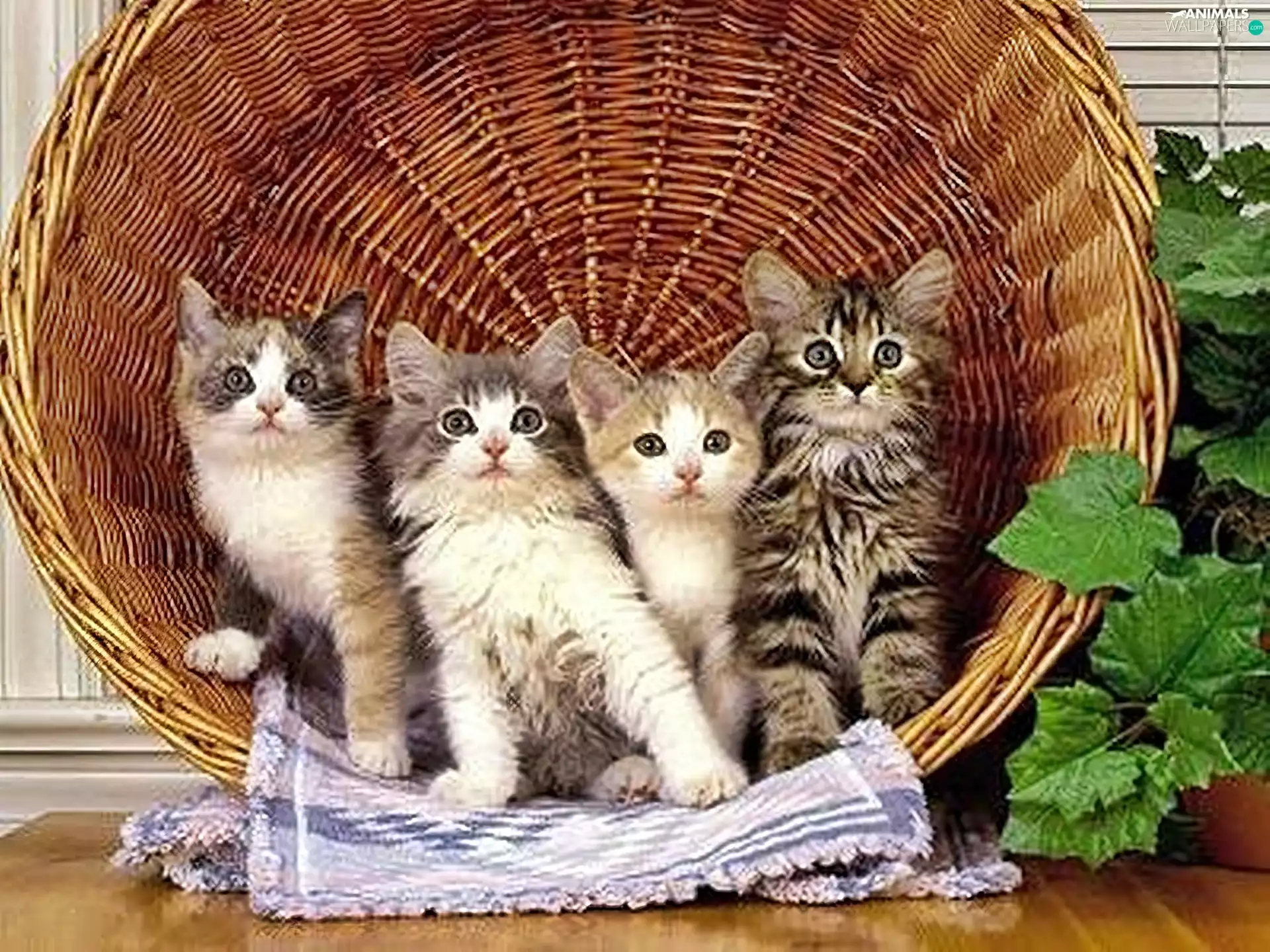 four, puss, basket, little doggies