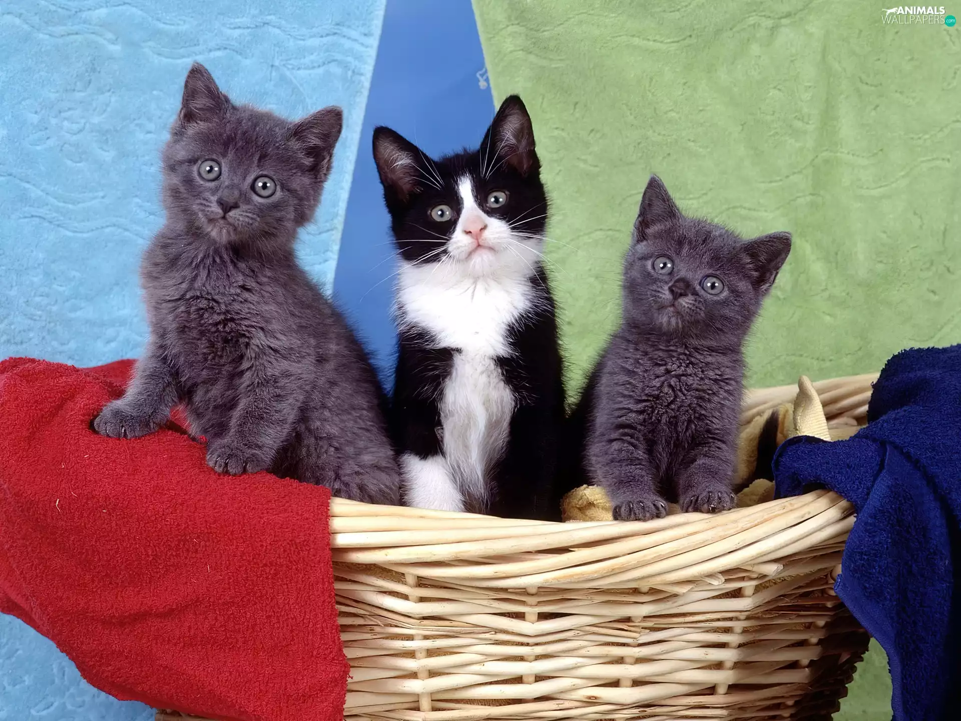 Three, puss, basket, little doggies