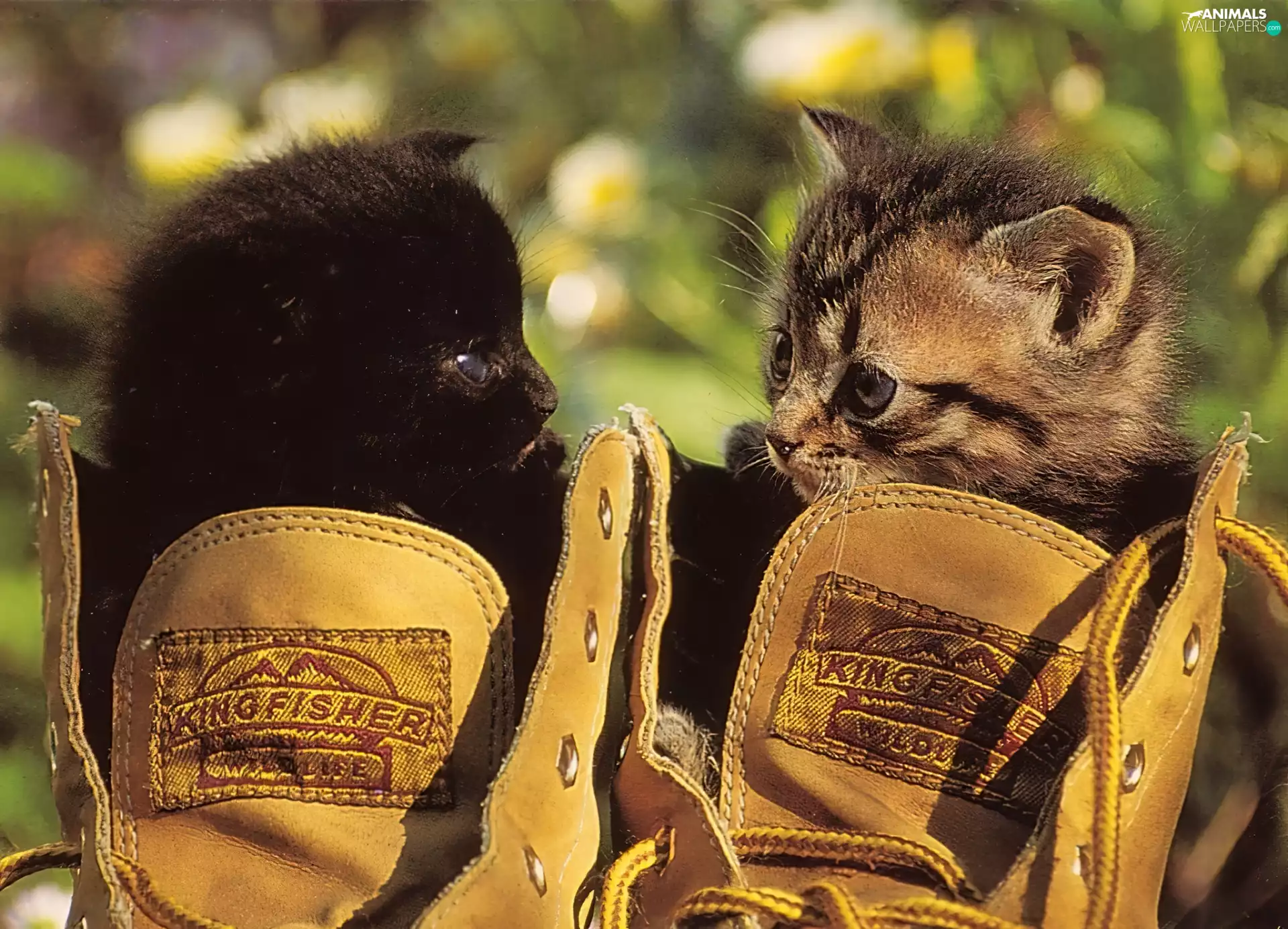 Boots, Two cars, puss