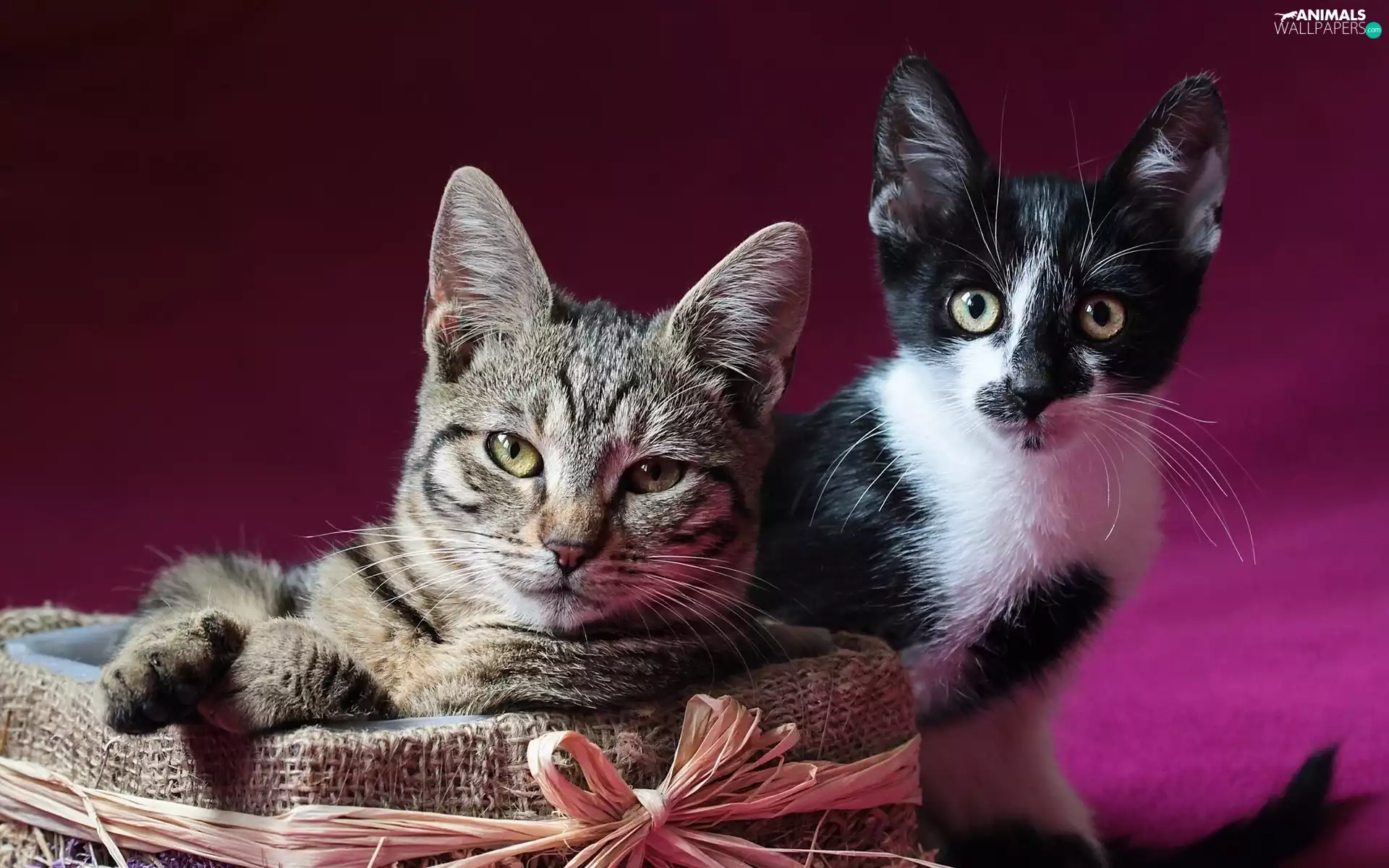 seat, bow, sweet, puss, Two cars