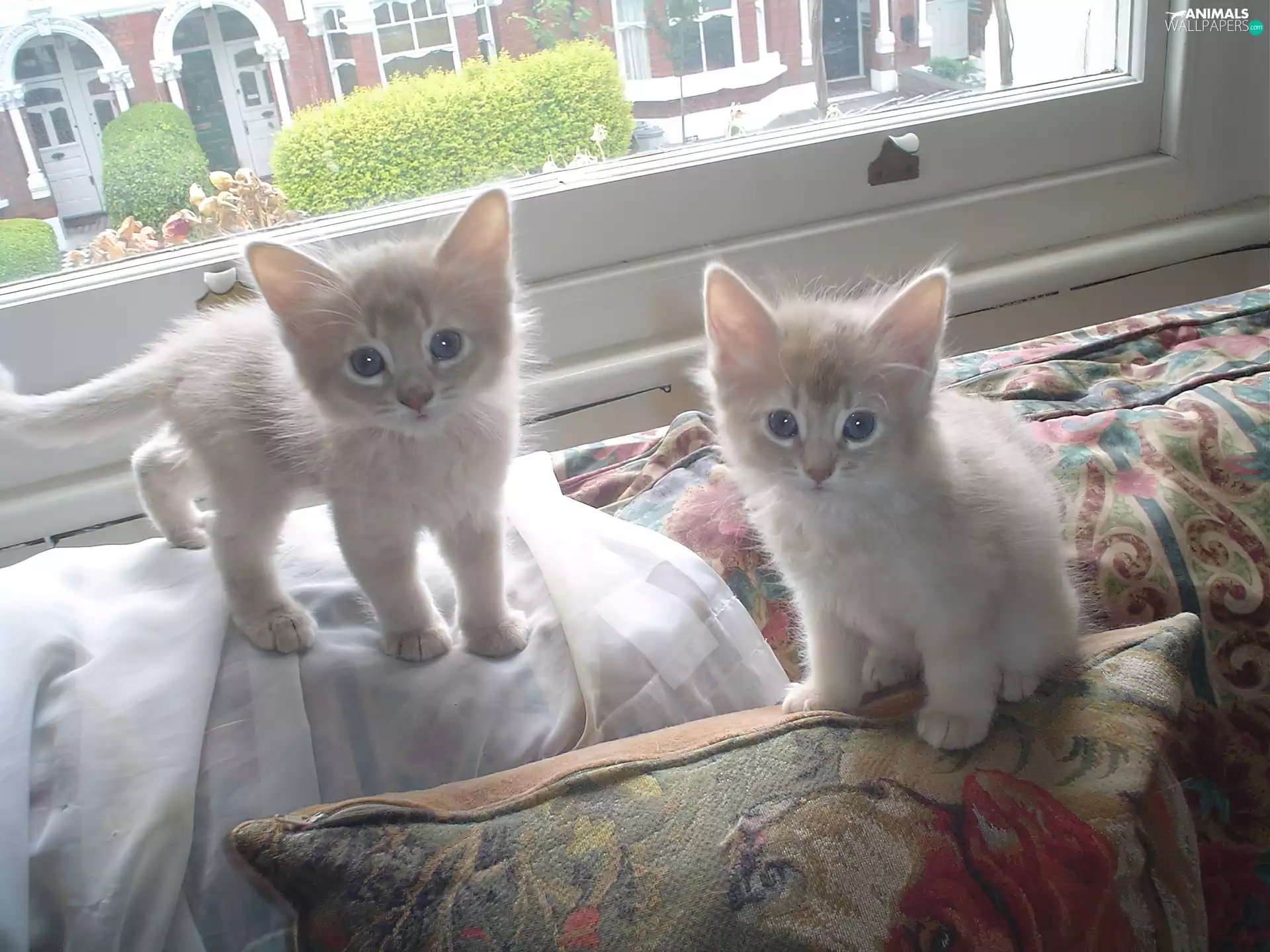 pillows, Window, White, puss, Two cars