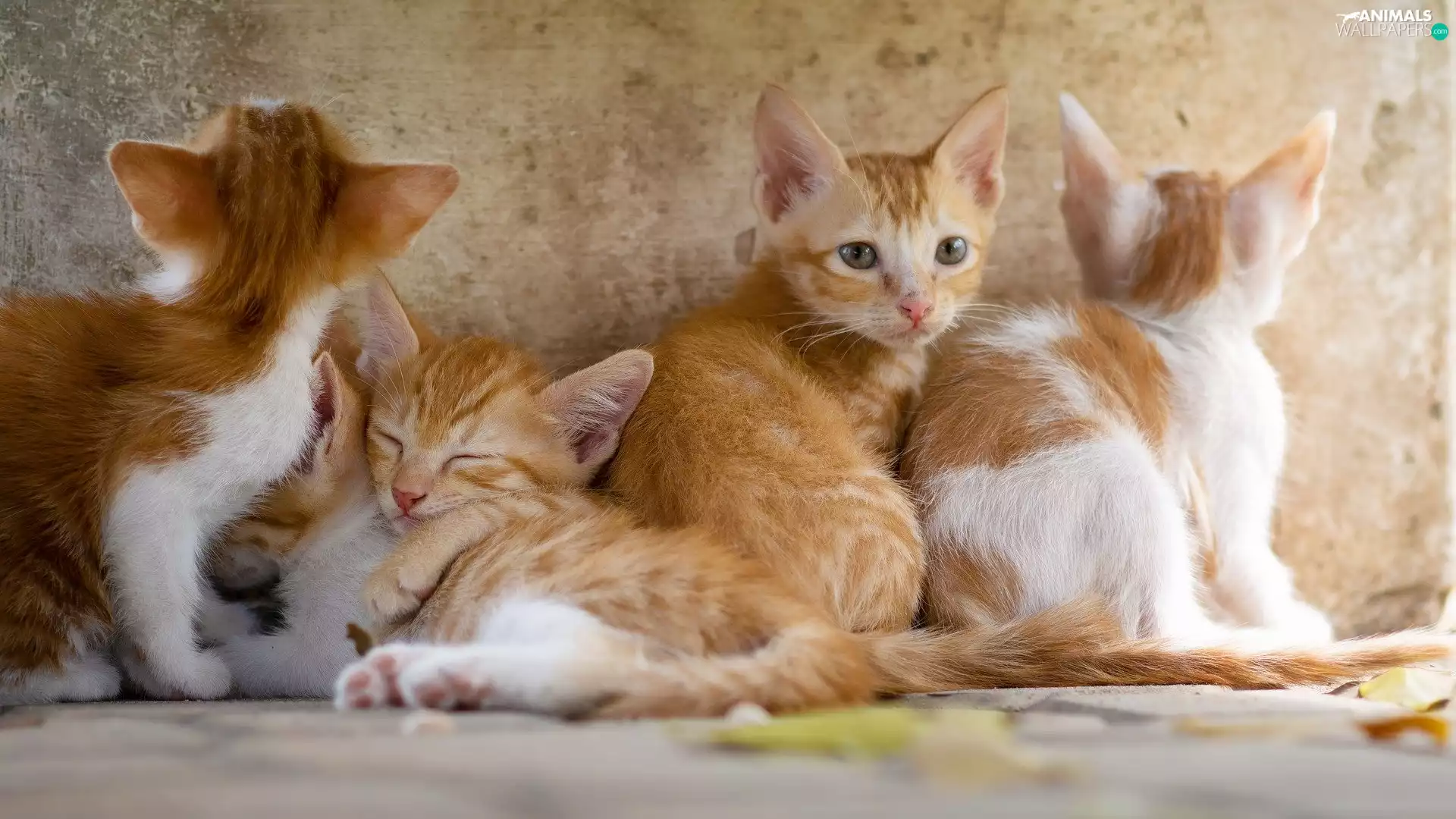 four, red-white, puss, little doggies