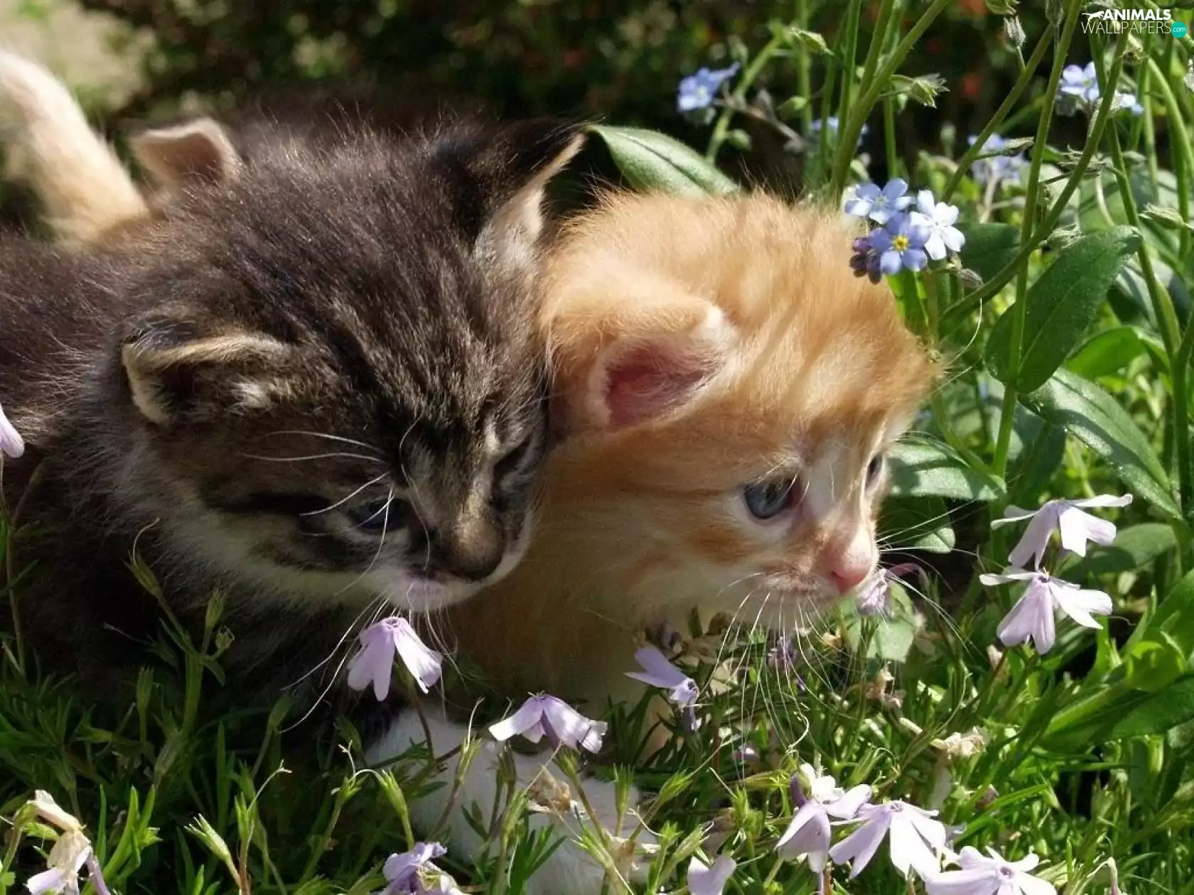 Flowers, Two cars, puss