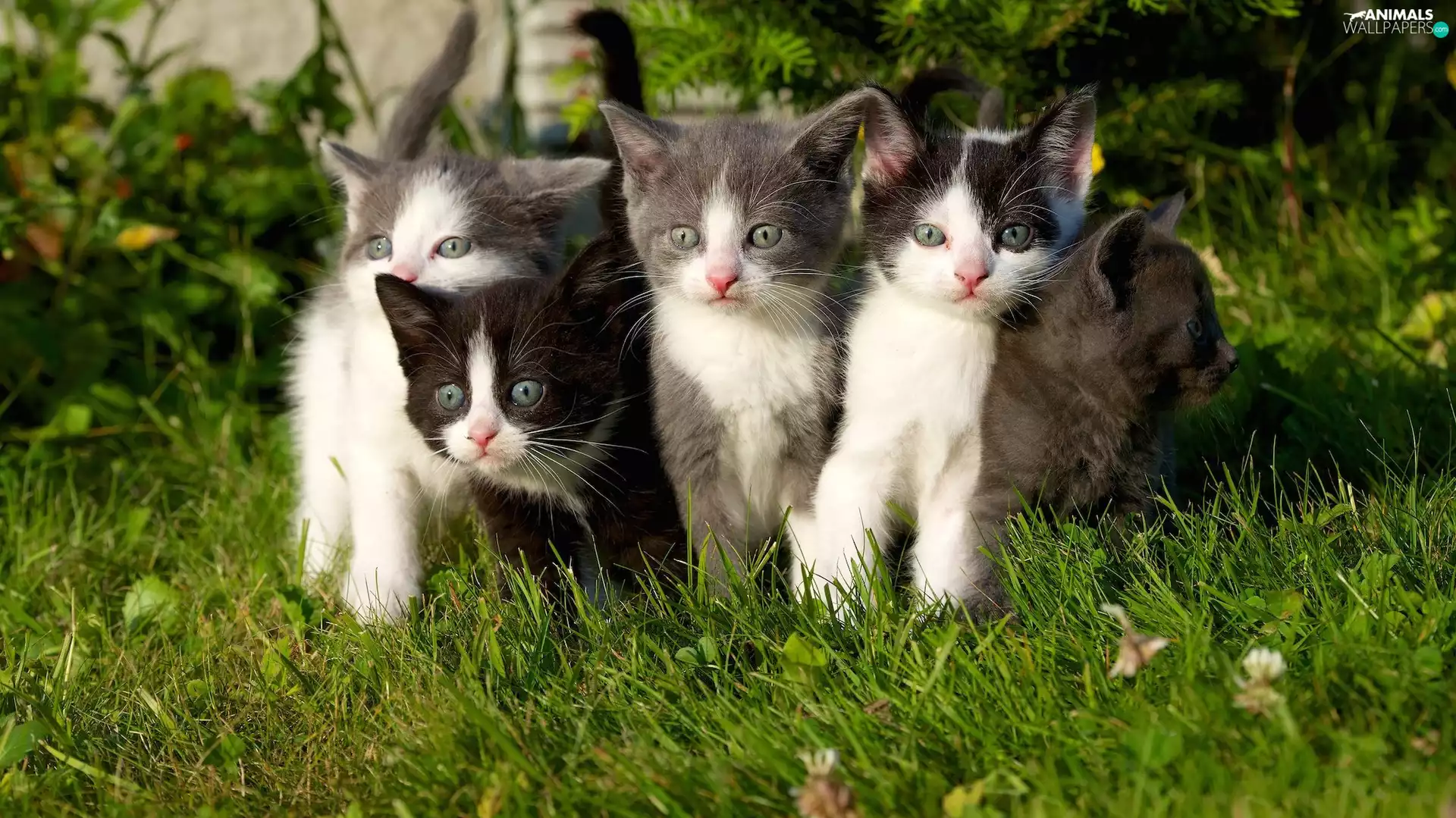 grass, little doggies, puss