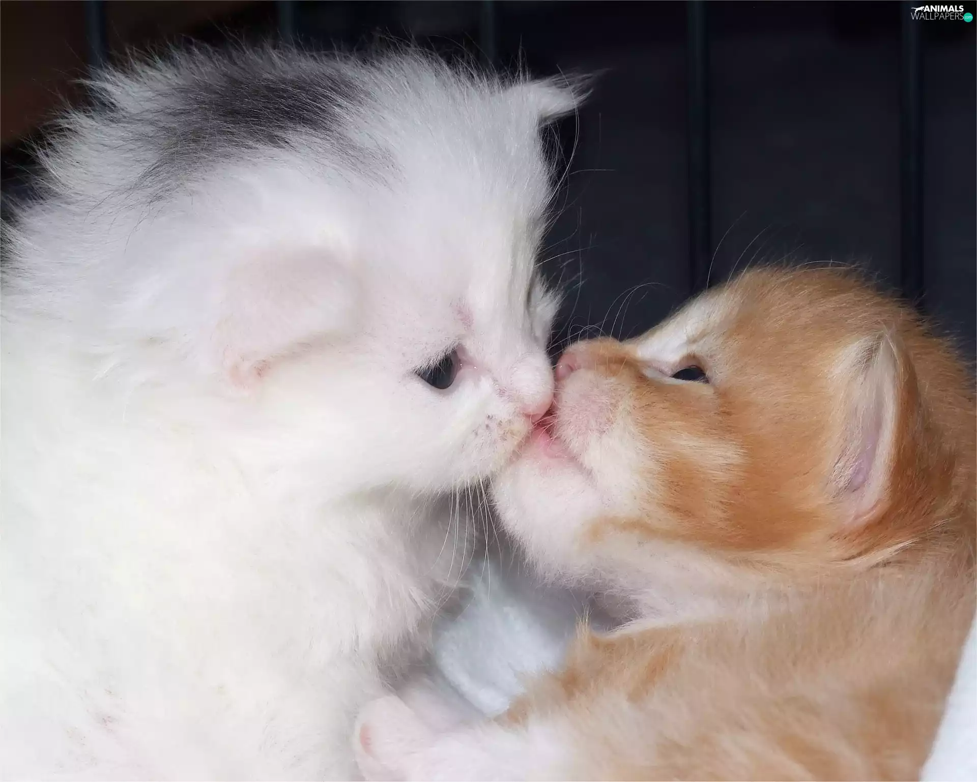 puss, kiss