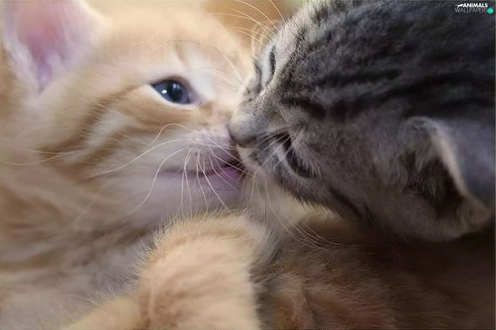 puss, kiss