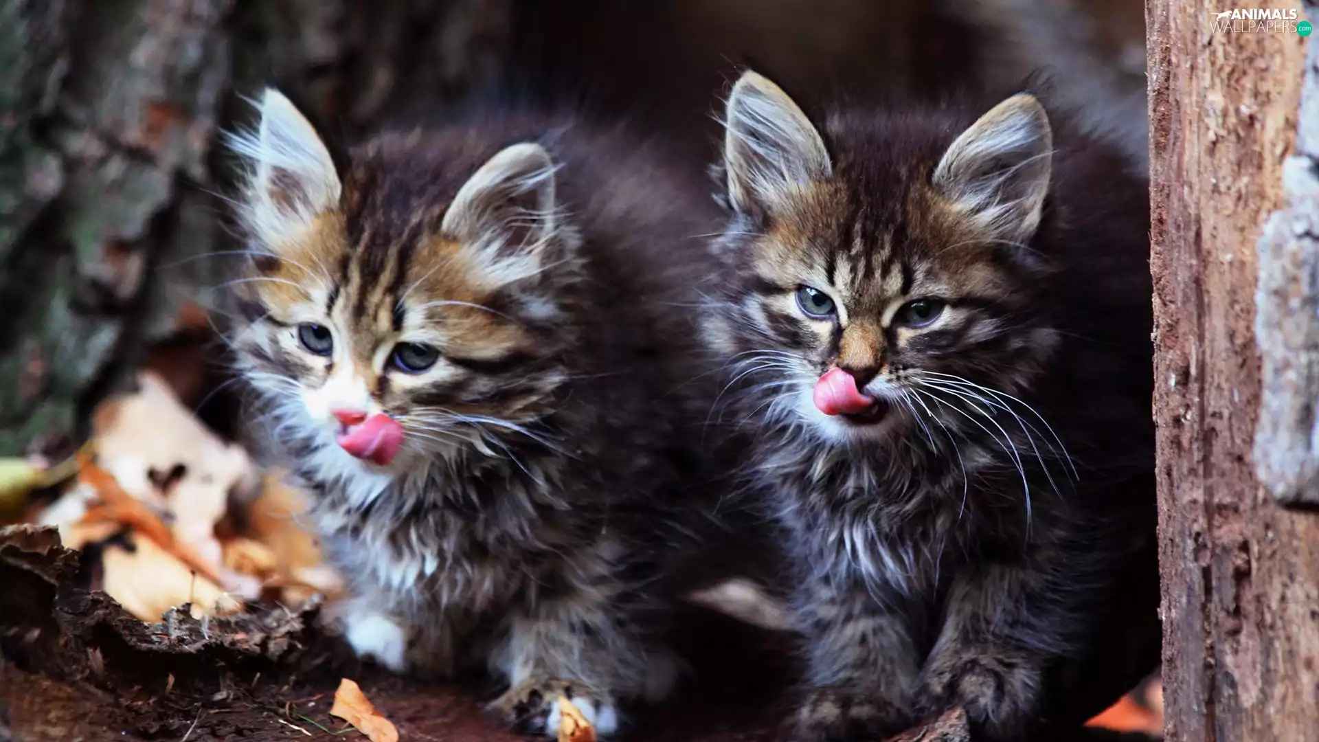 Languages, Two cars, puss