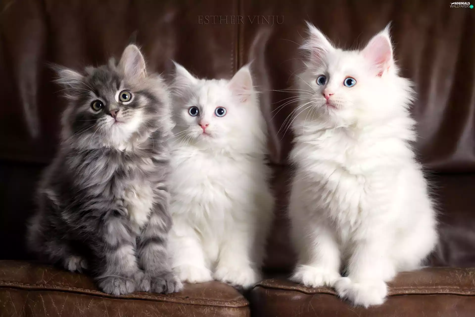 Three, puss, Maine Coon, Racial