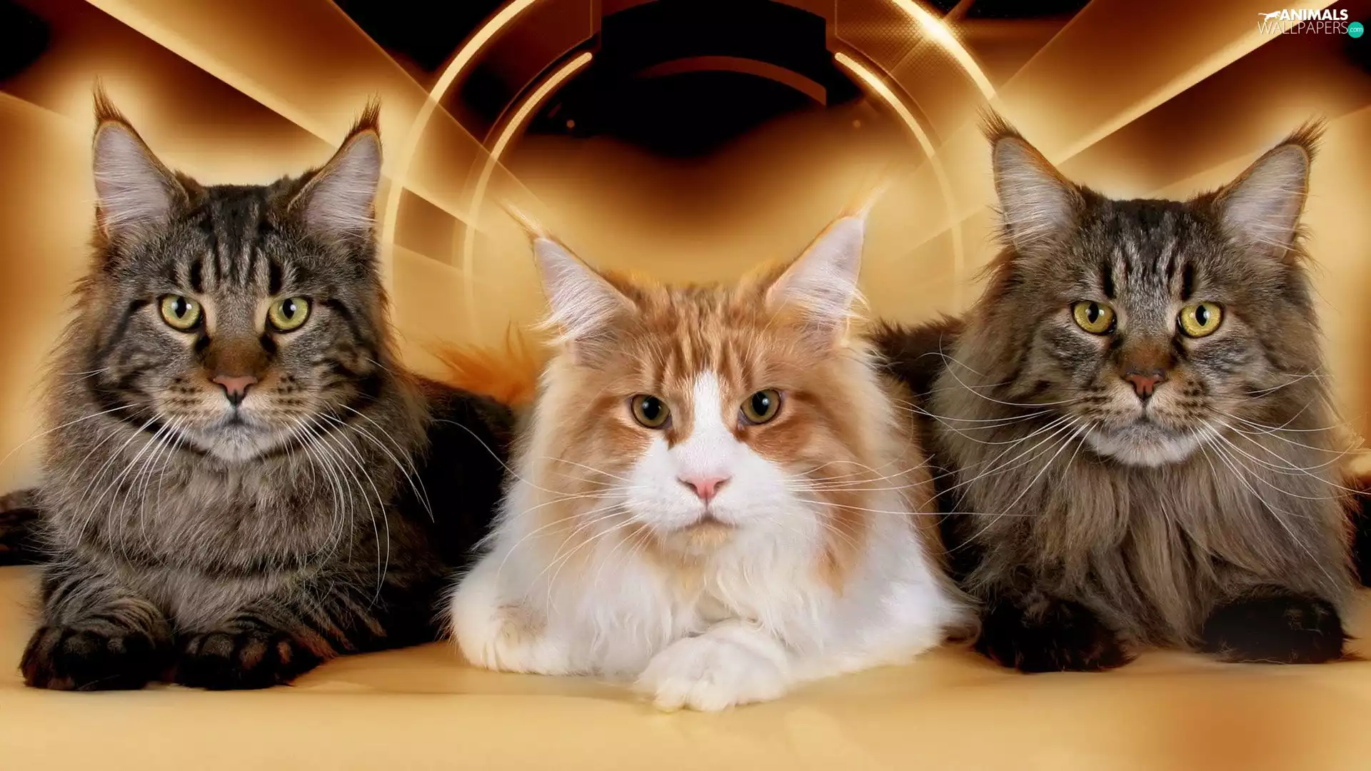 Maine Coon, Three, puss