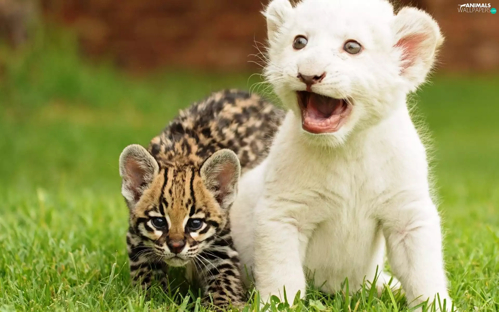 Meadow, Two cars, puss