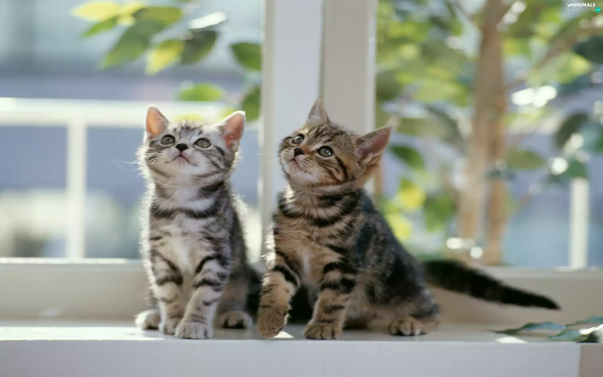 parapet, Two cars, puss