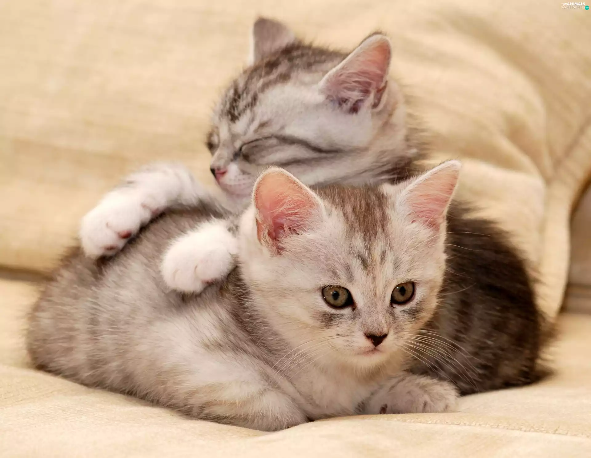 pillows, Two cars, puss