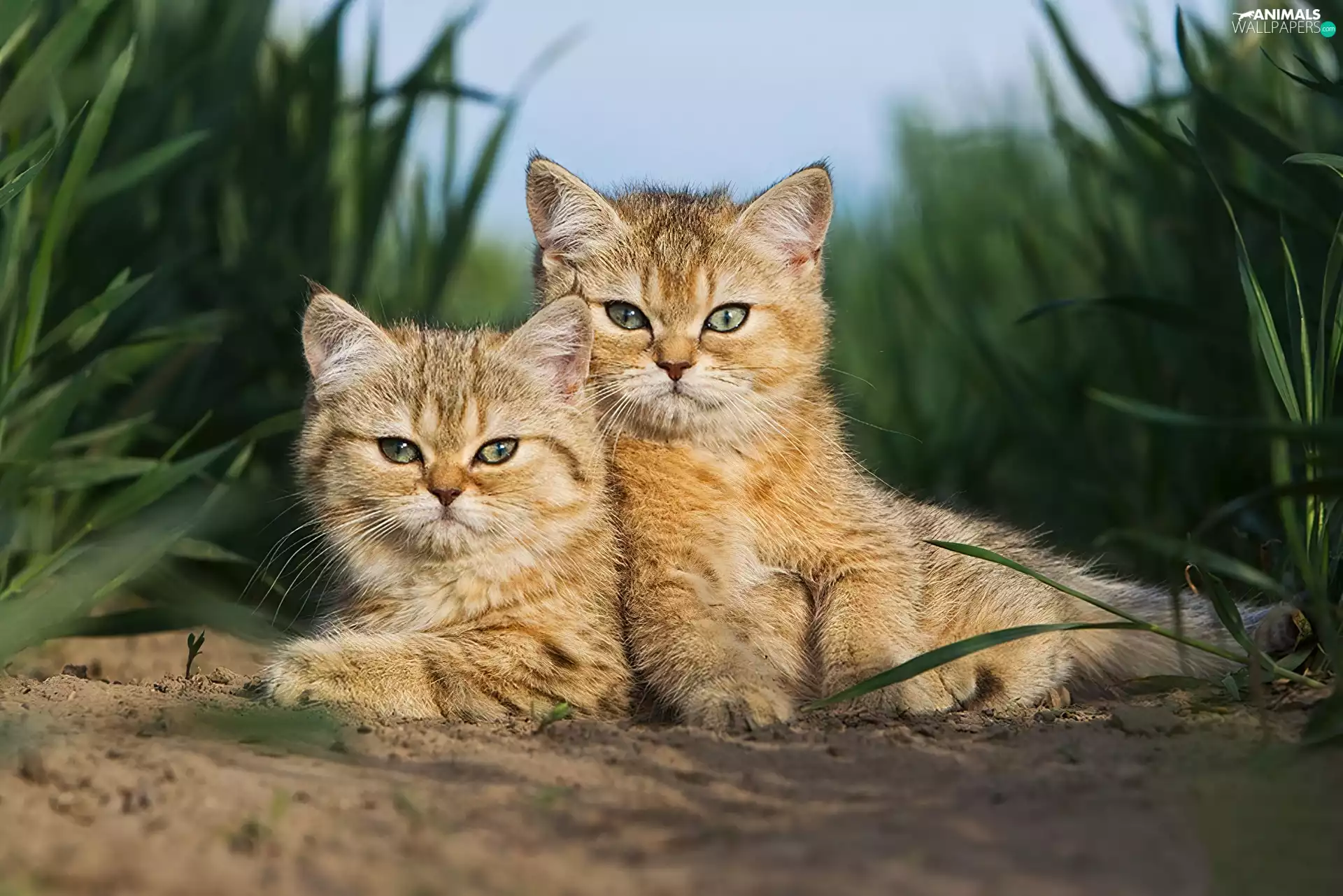siblings, Two cars, puss
