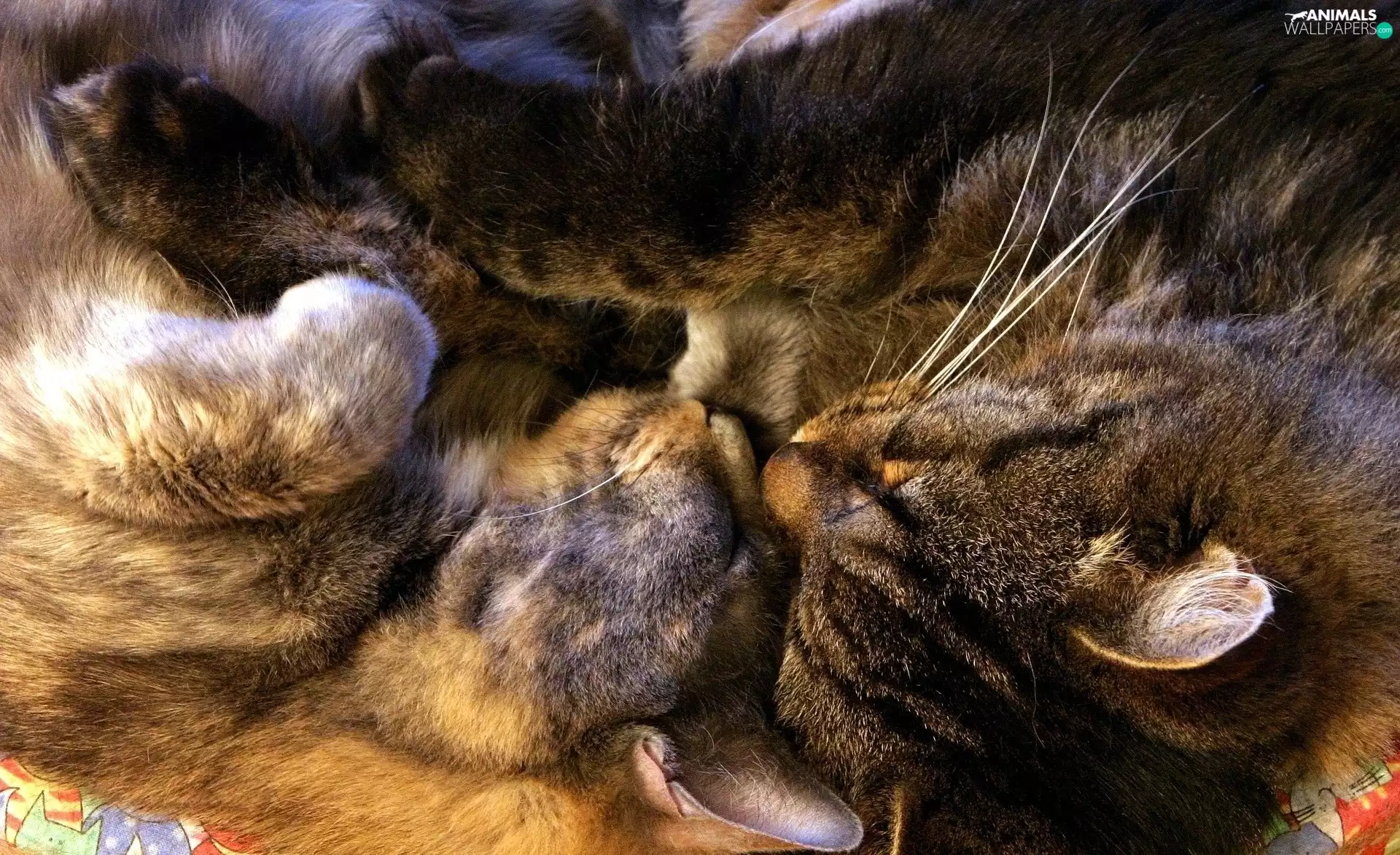 sweet, feet, mouths, puss