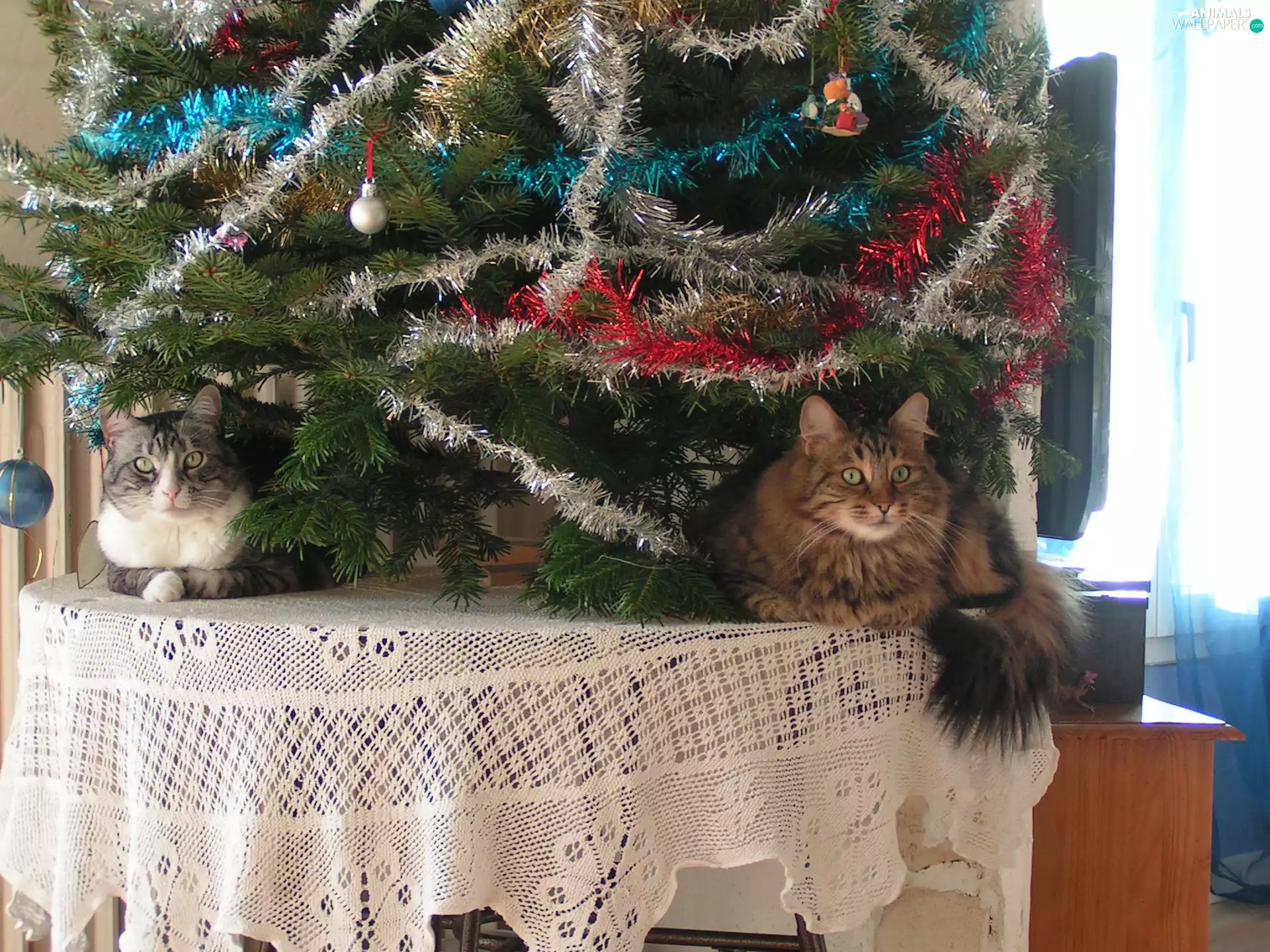 Christmas Tree, table, puss, under, Two cars