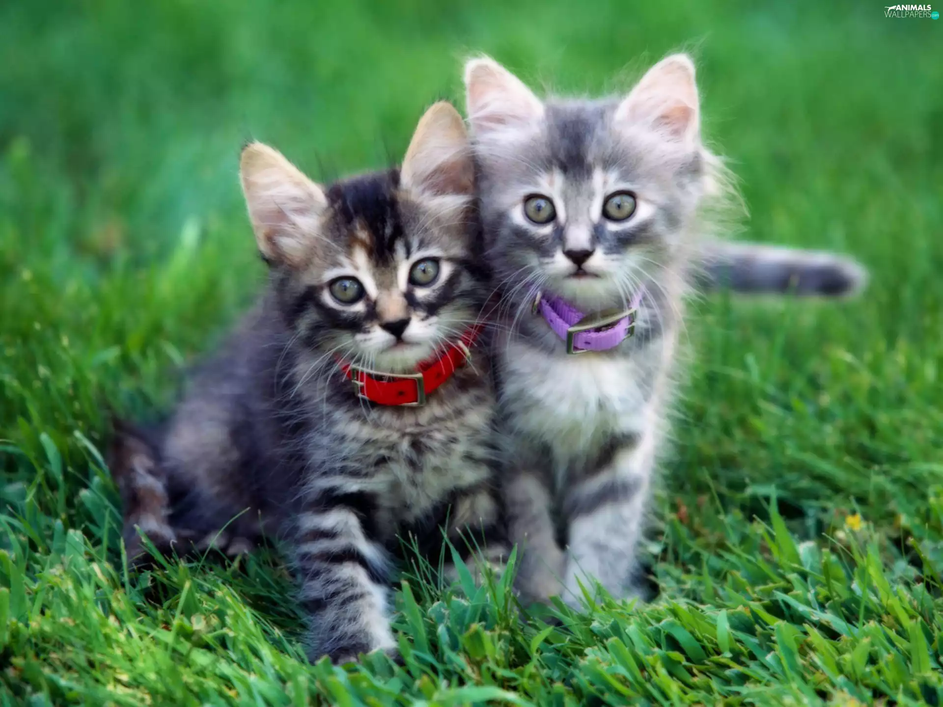 torques, Two cars, puss