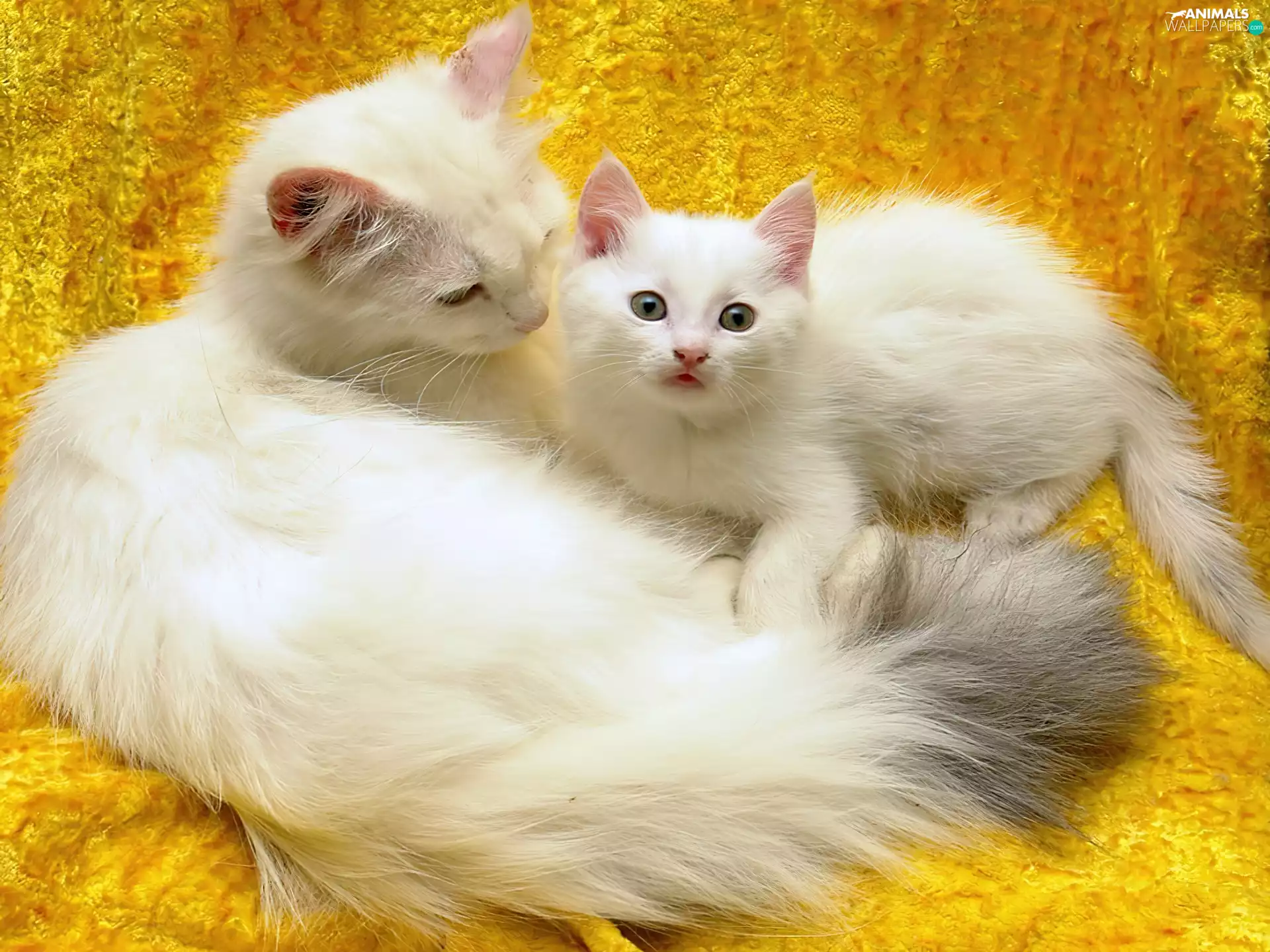 White, Yellow, background, puss
