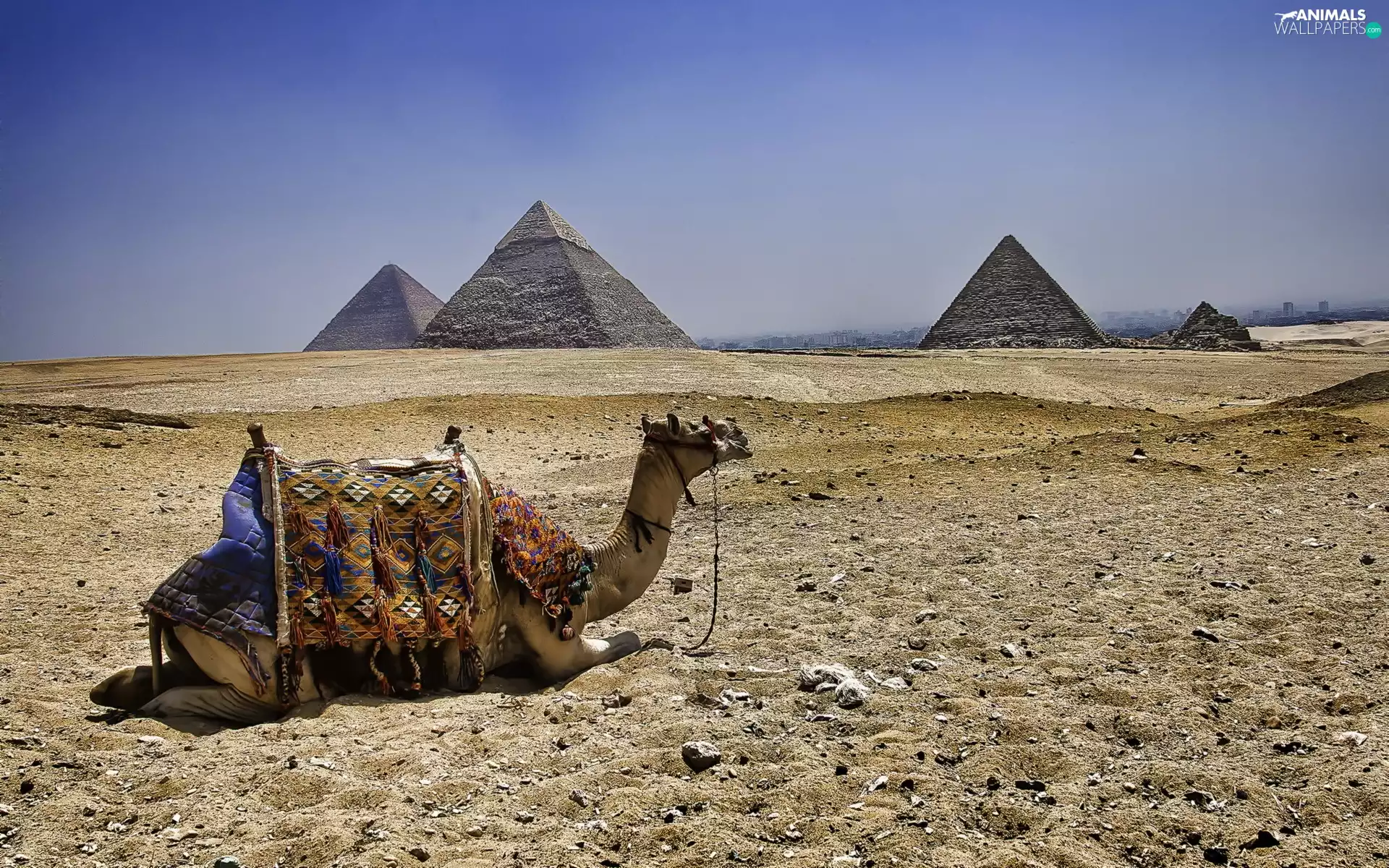 Pyramids, Camel, Desert