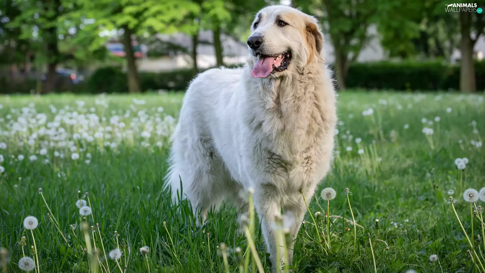 dog, Meadow, dandelions, Pyrenean Mountain Dog