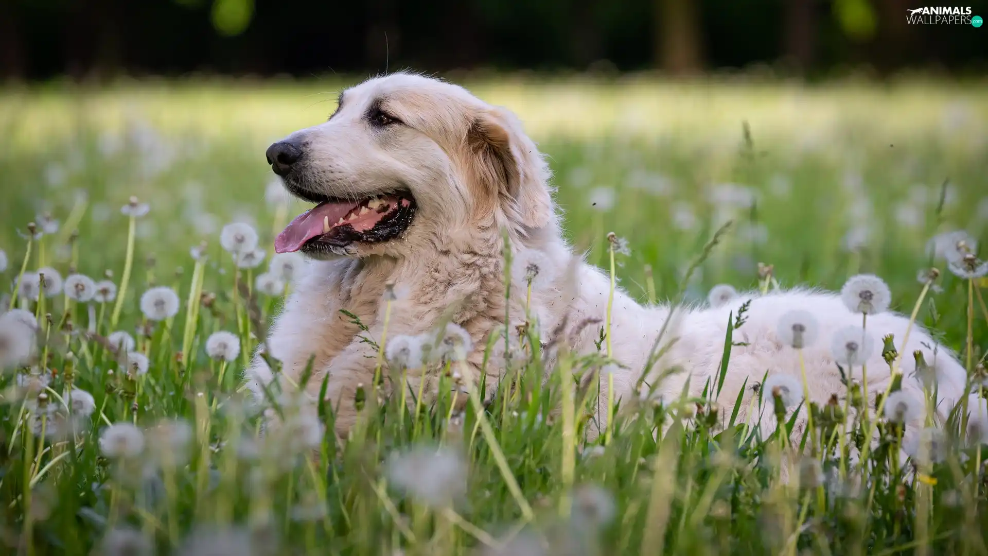 dog, Meadow, dandelions, Pyrenean Mountain Dog
