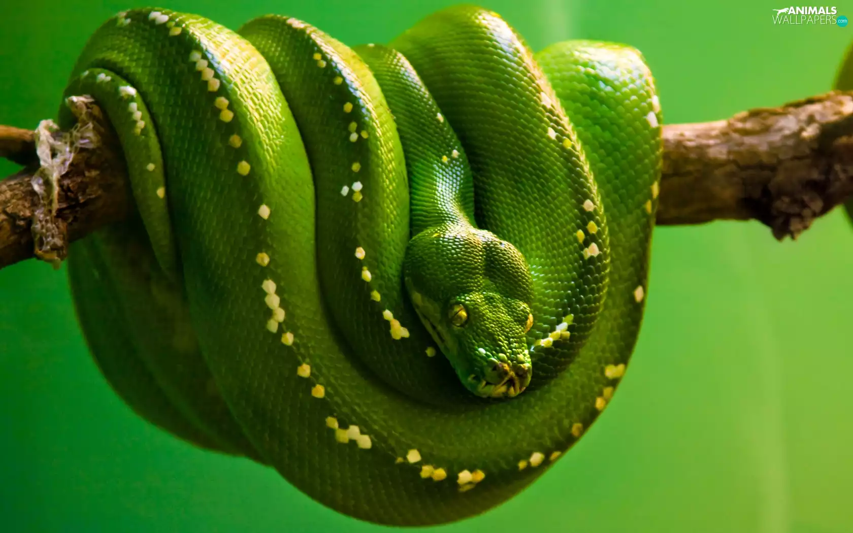 Python Green, branch