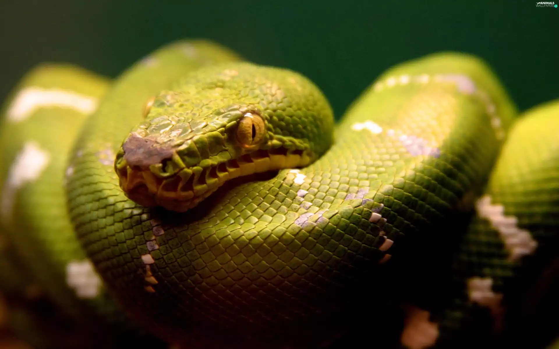 python, convoluted, Green