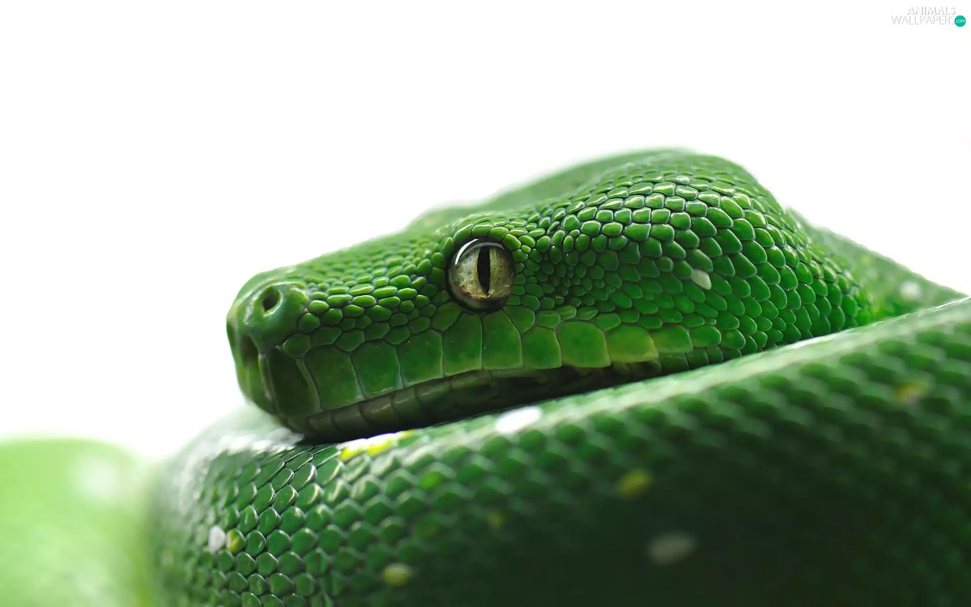 python, Green, Snake