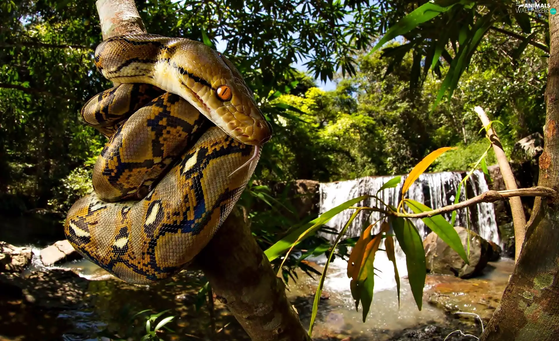 Snake, trees, waterfall, python
