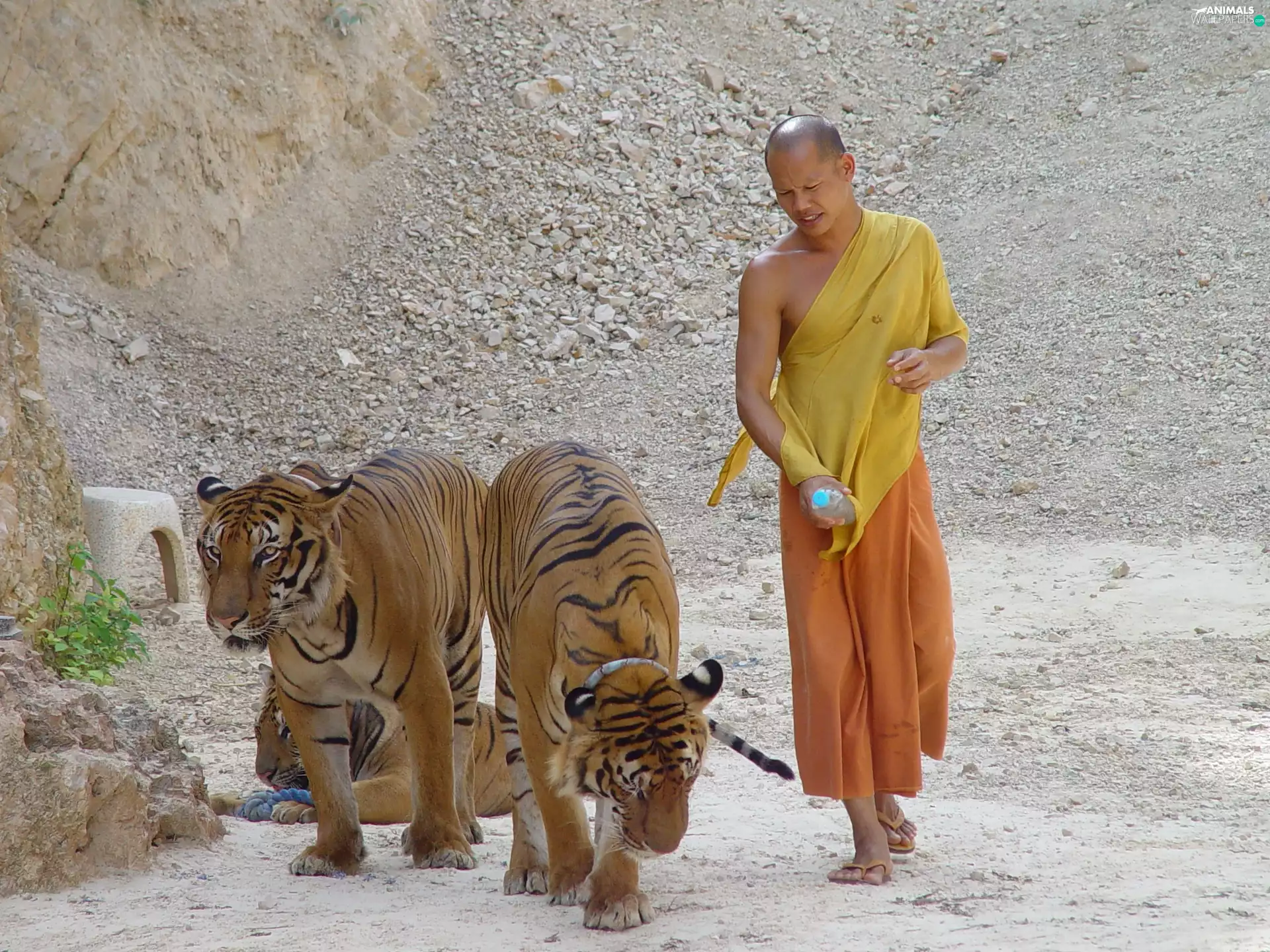 quarry, tigress, monk