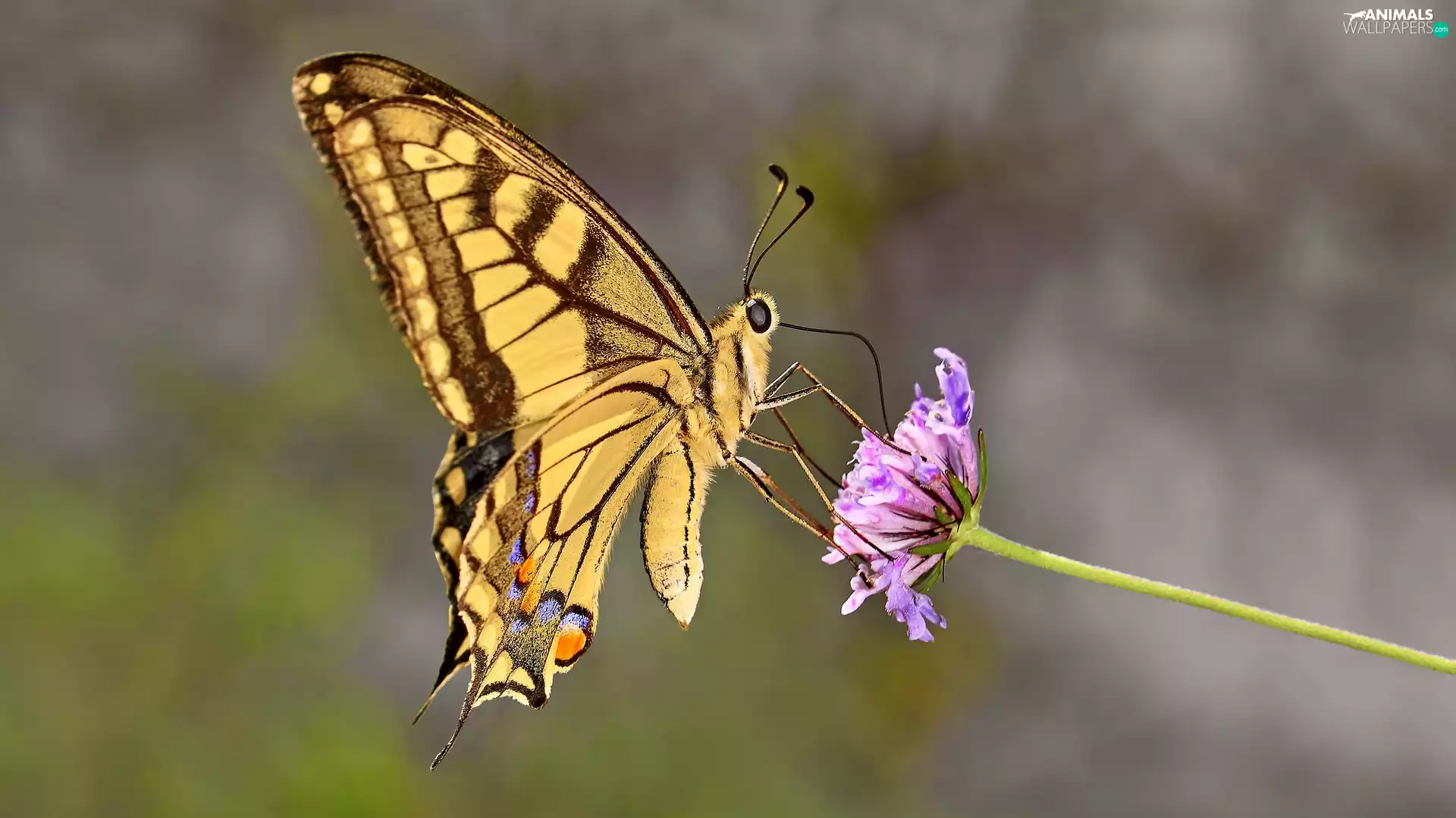 Flower, Close, Oct Queen, Violet, butterfly