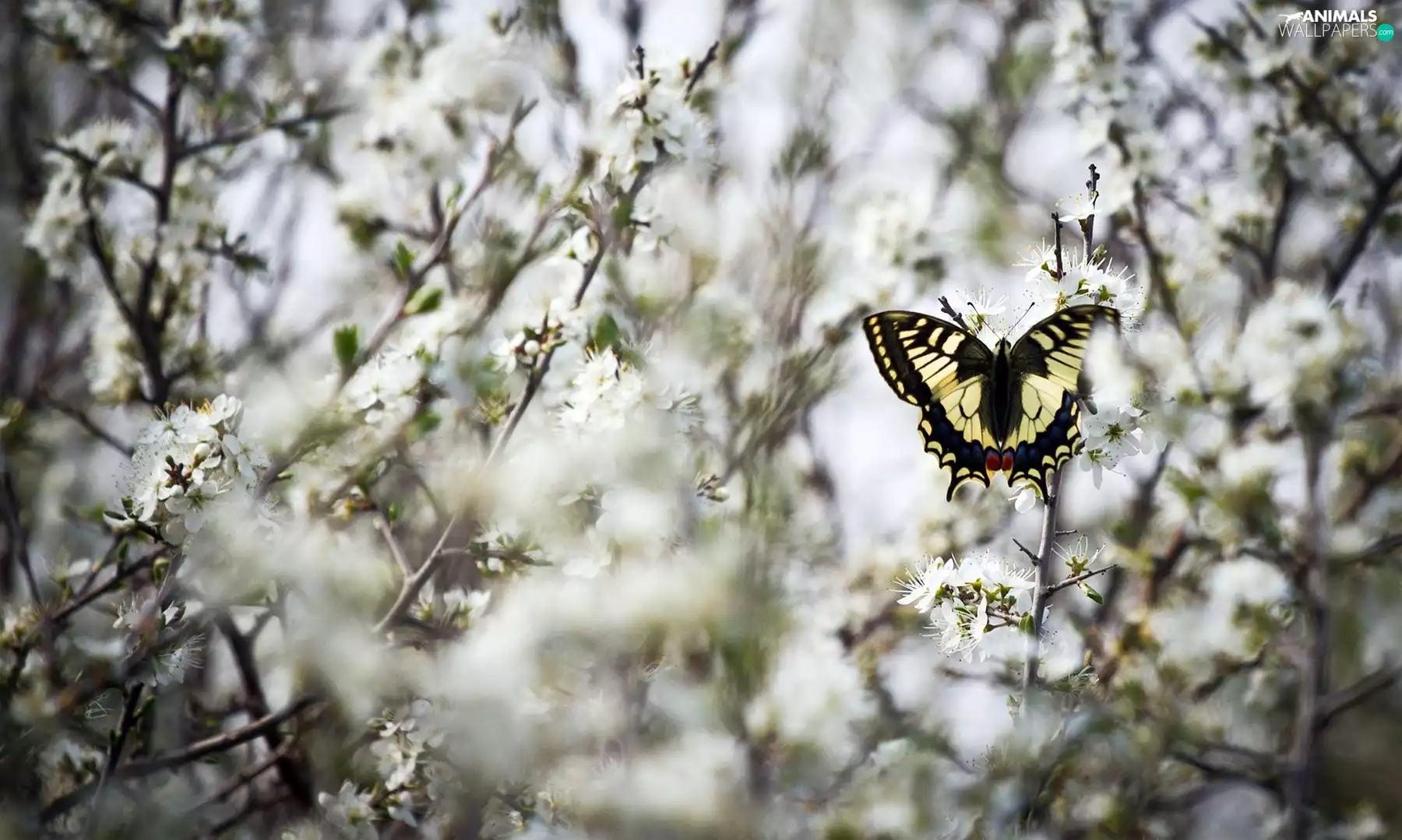 White, flowers, Oct Queen, Twigs, butterfly