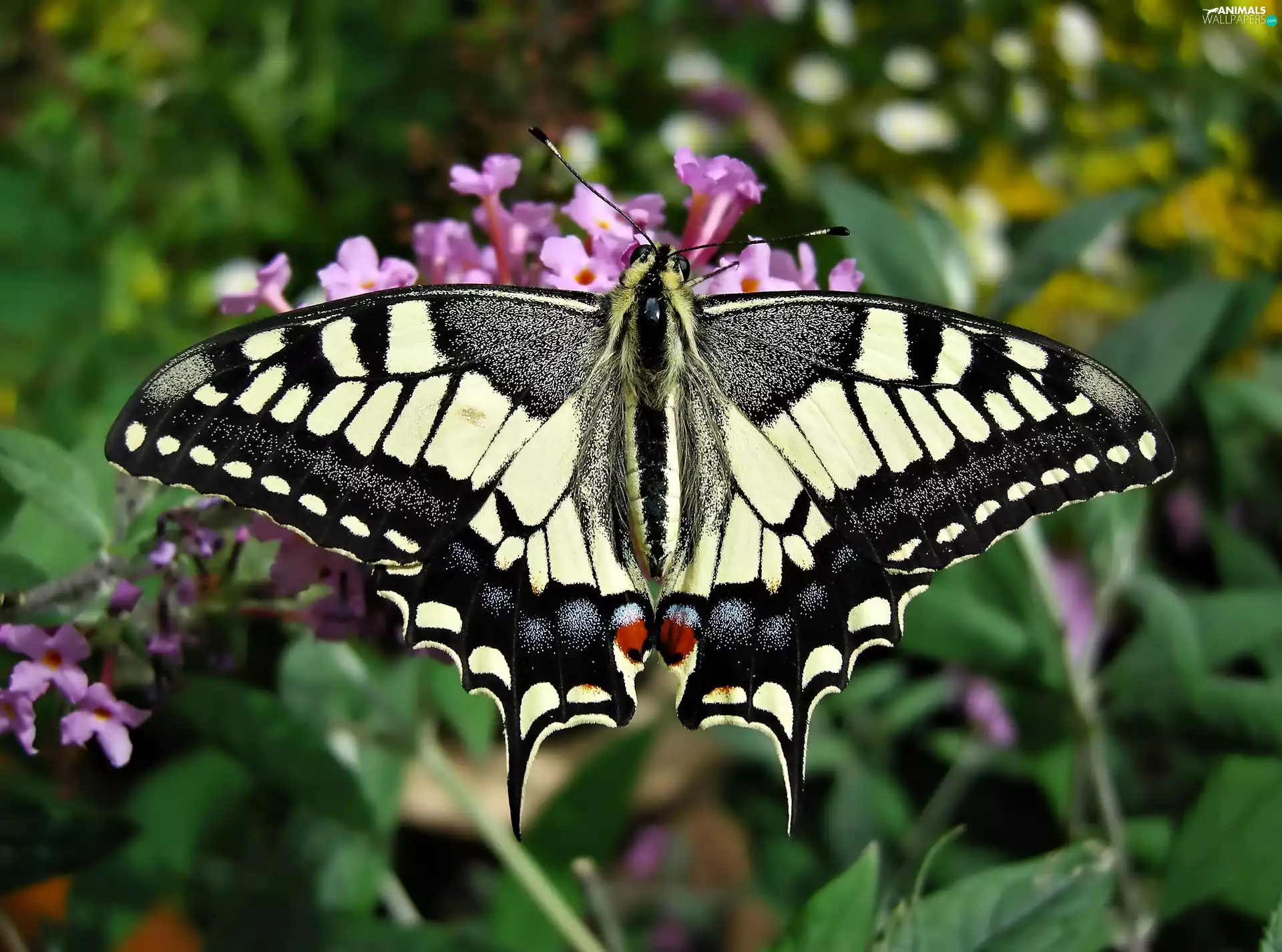 Colourfull Flowers, page, queen