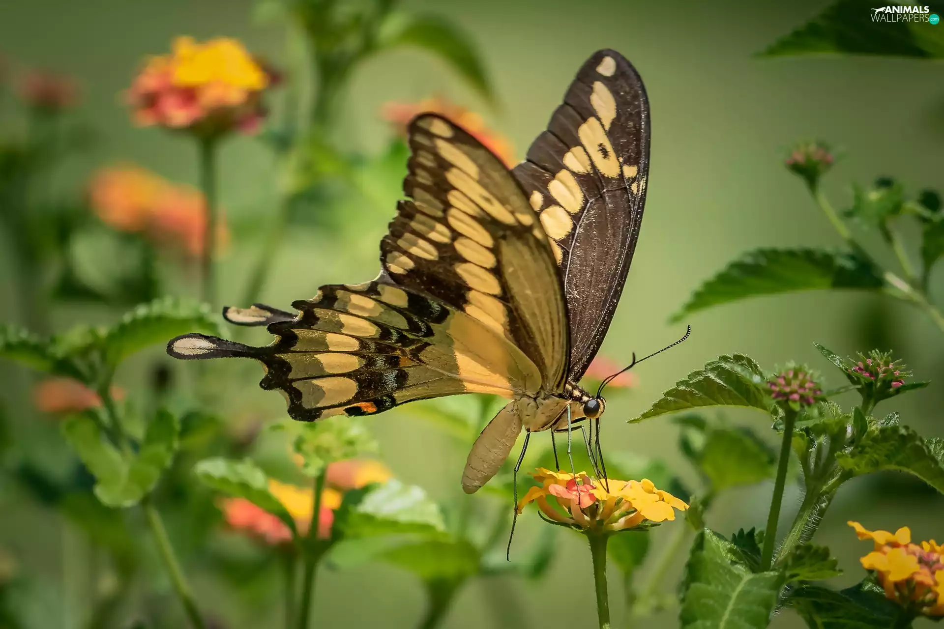 Flowers, butterfly, Oct Queen