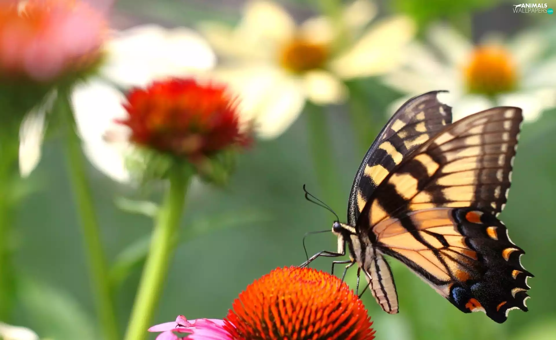 Flowers, butterfly, Oct Queen