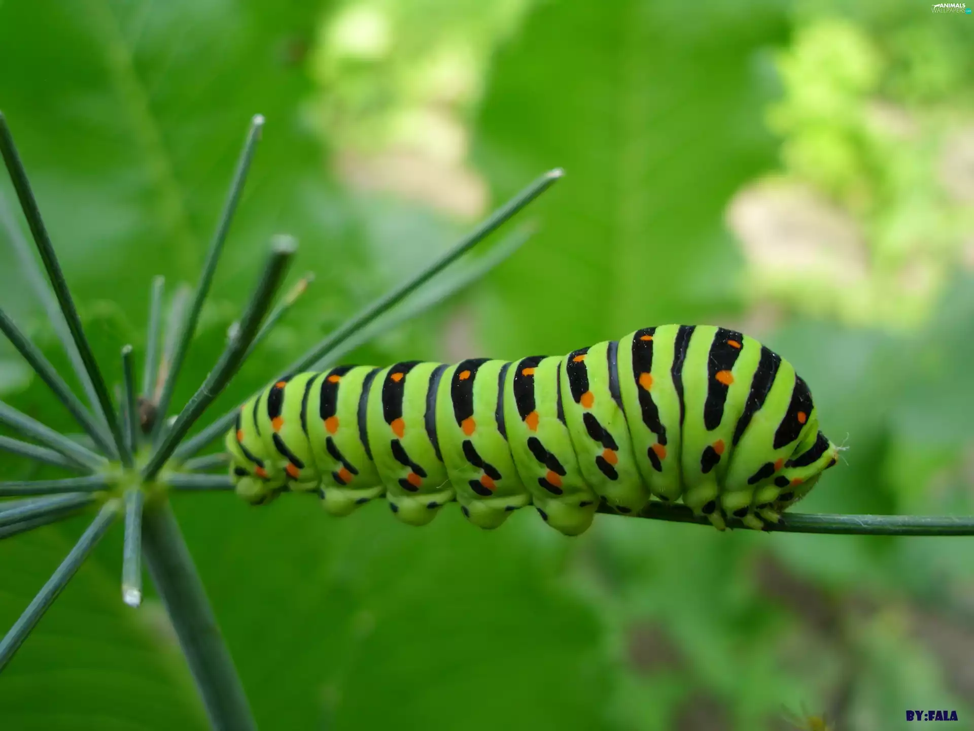 queen, caterpillar, page