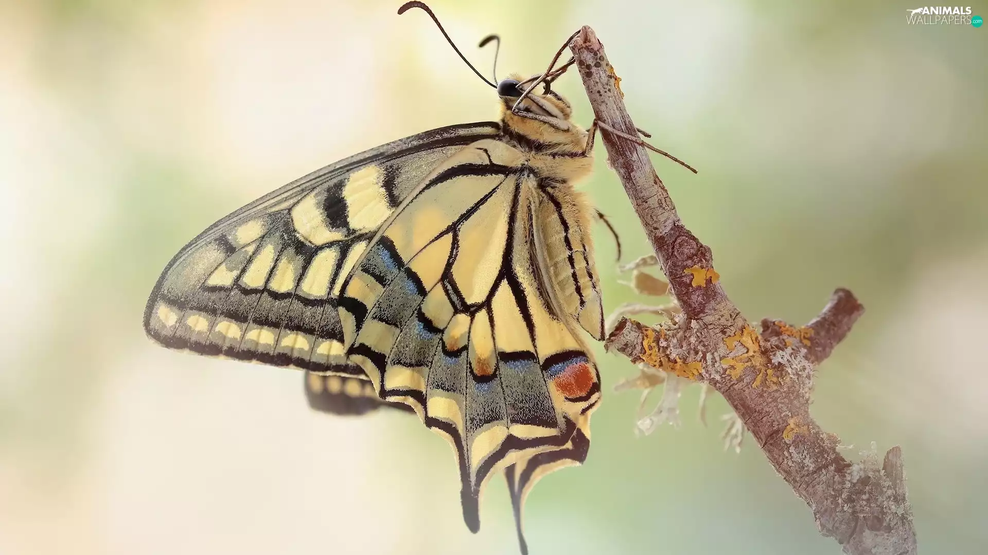 twig, butterfly, Oct Queen