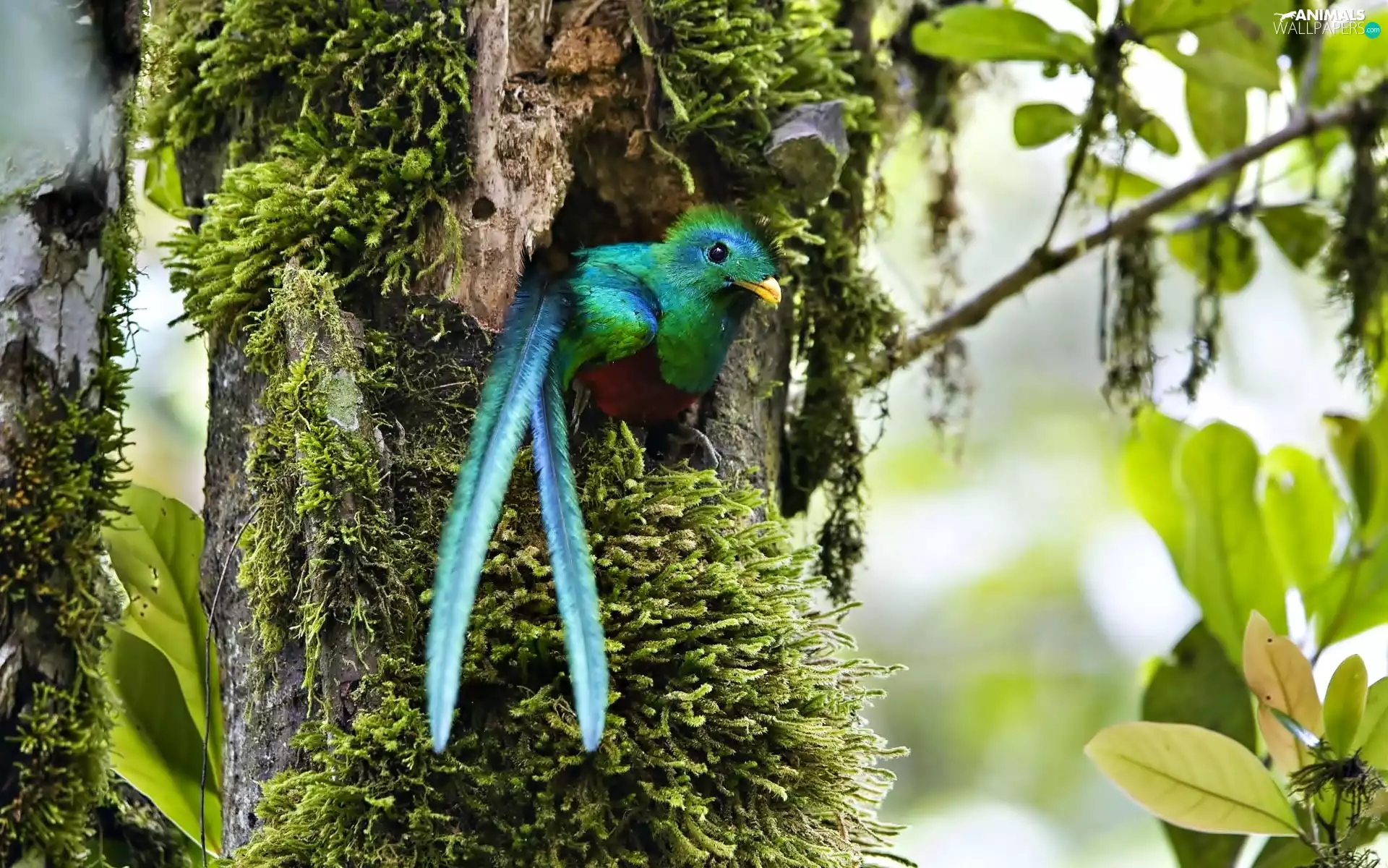 tail, tropical, Plants, Quetzal Heraldic, trees, Bird