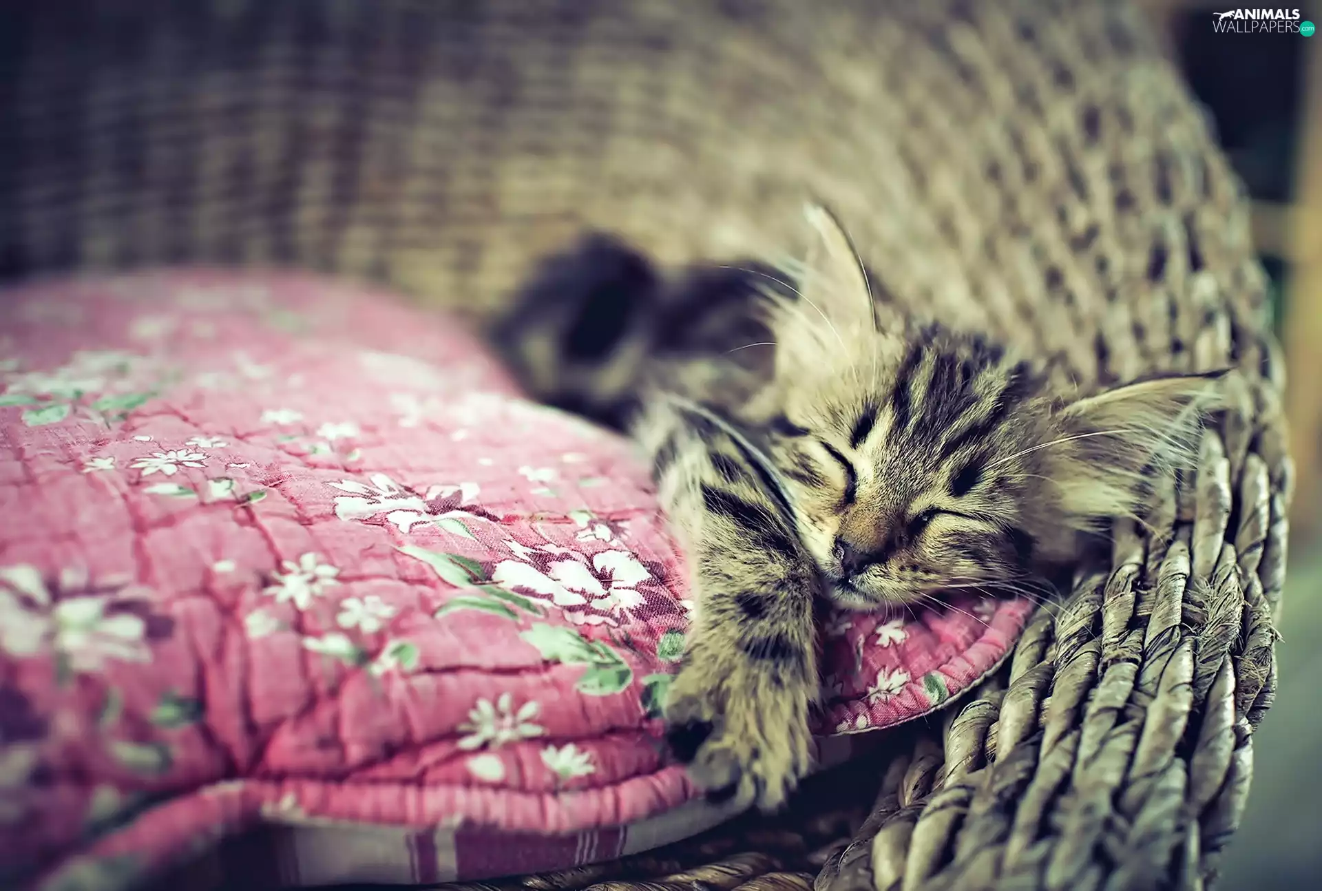 kitten, sleepy, Pink, quilt, basket, small