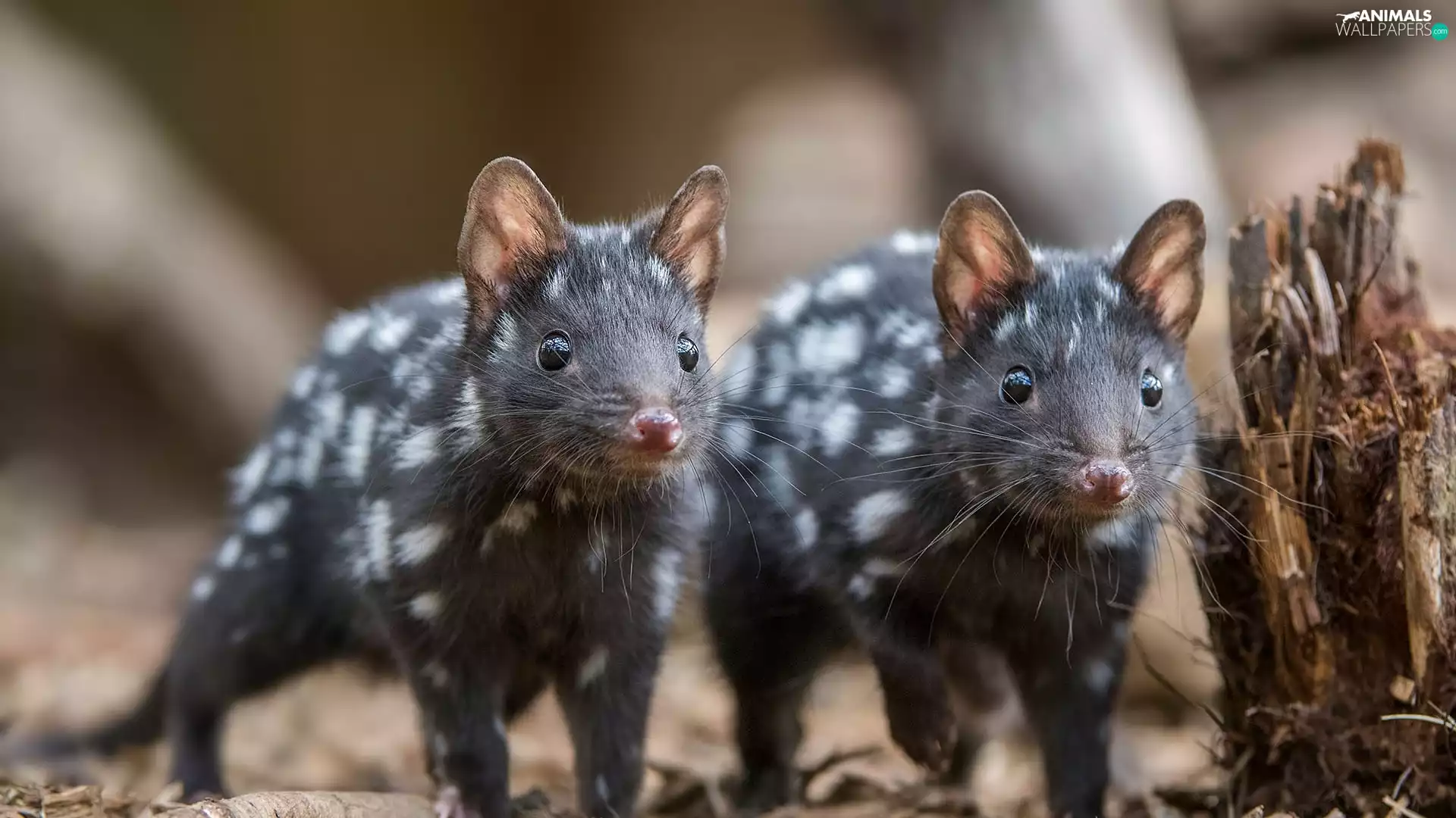 Tiger Quoll, Eastern Quoll
