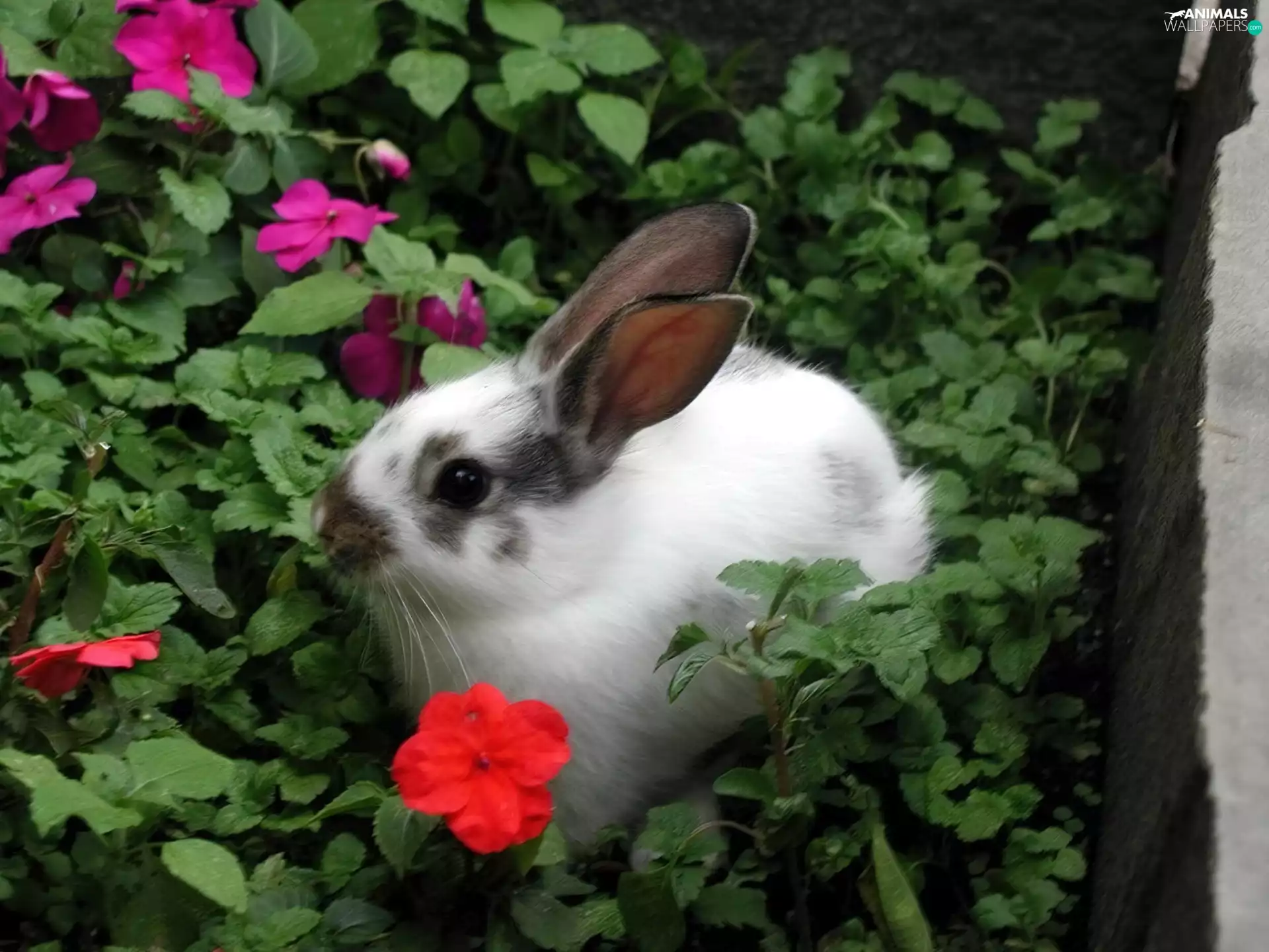 Rabbit, flower beds