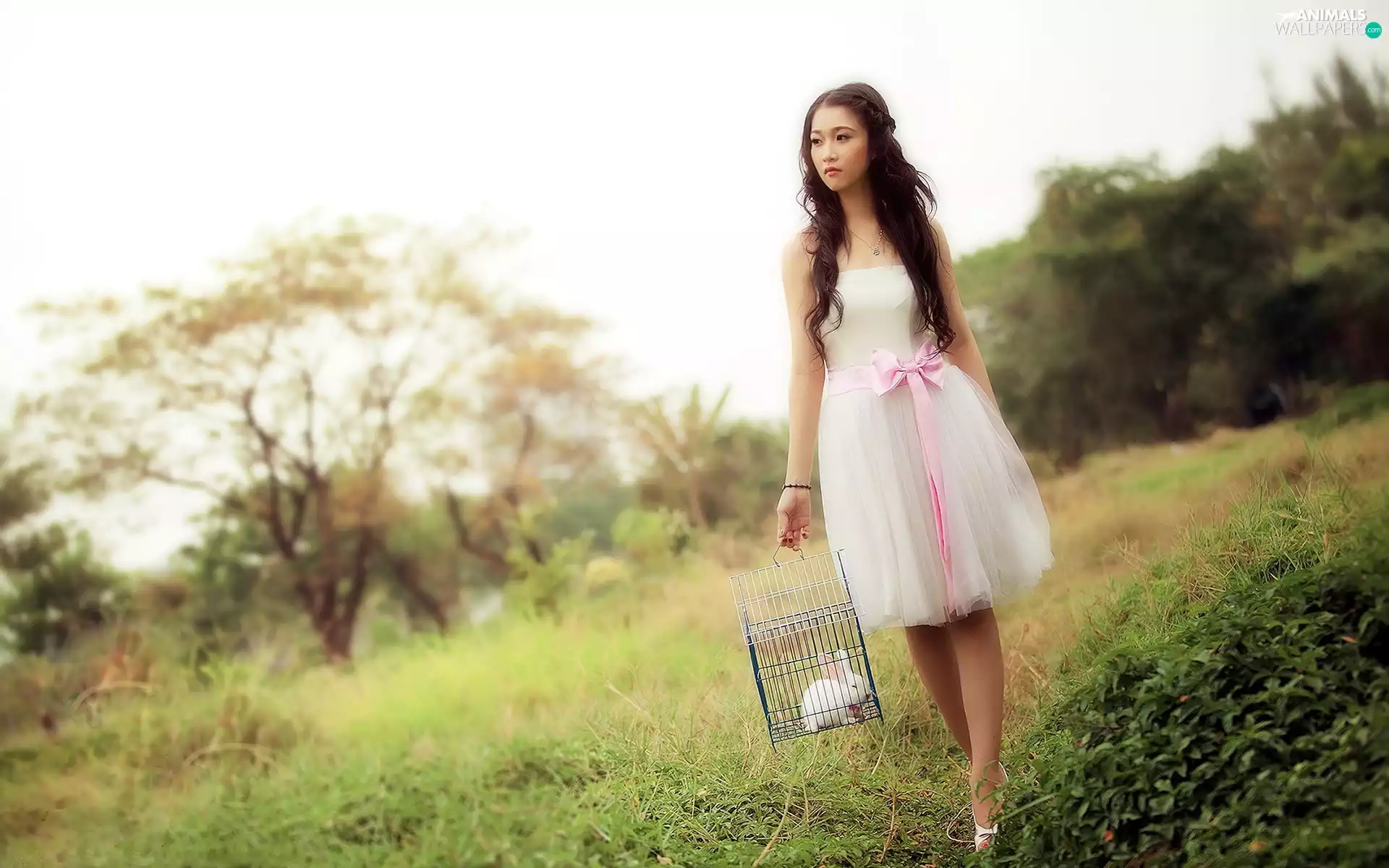 Rabbit, brunette, Cage