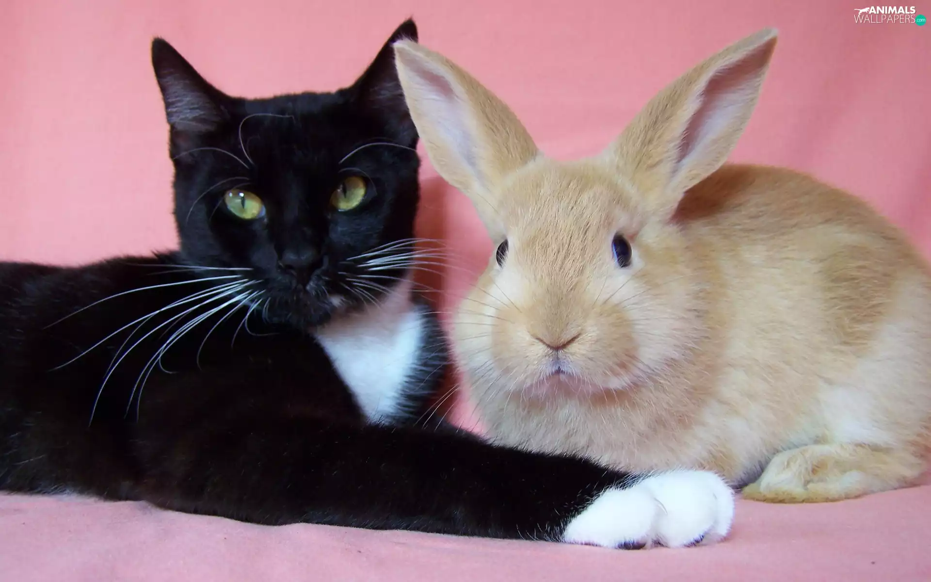 cat, buddies, pose, Rabbit