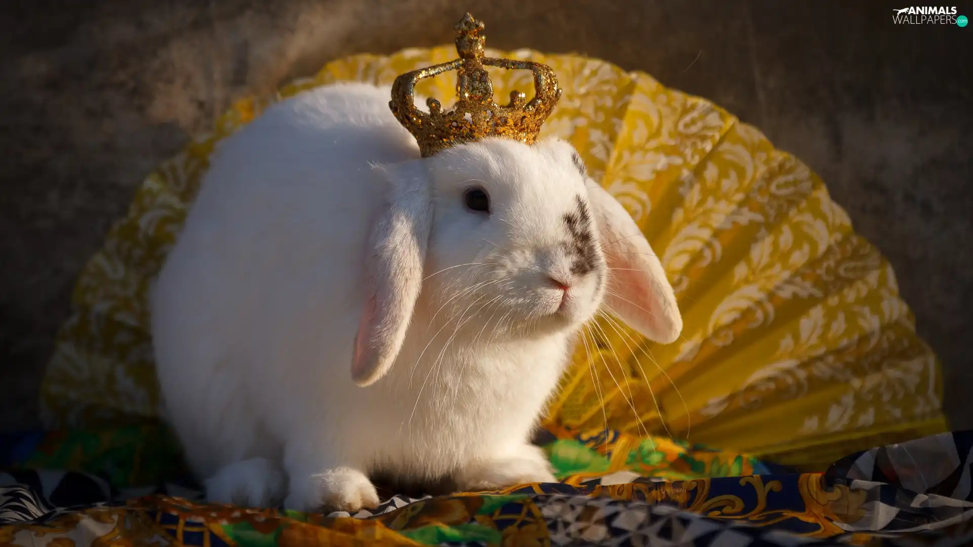 Rabbit, Crown