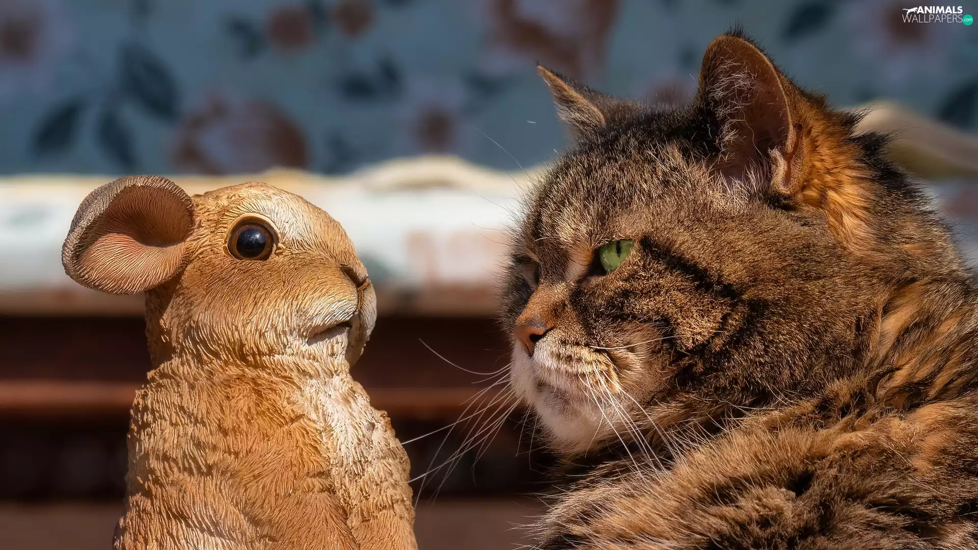 figure, rabbit, dun, cat, gazing